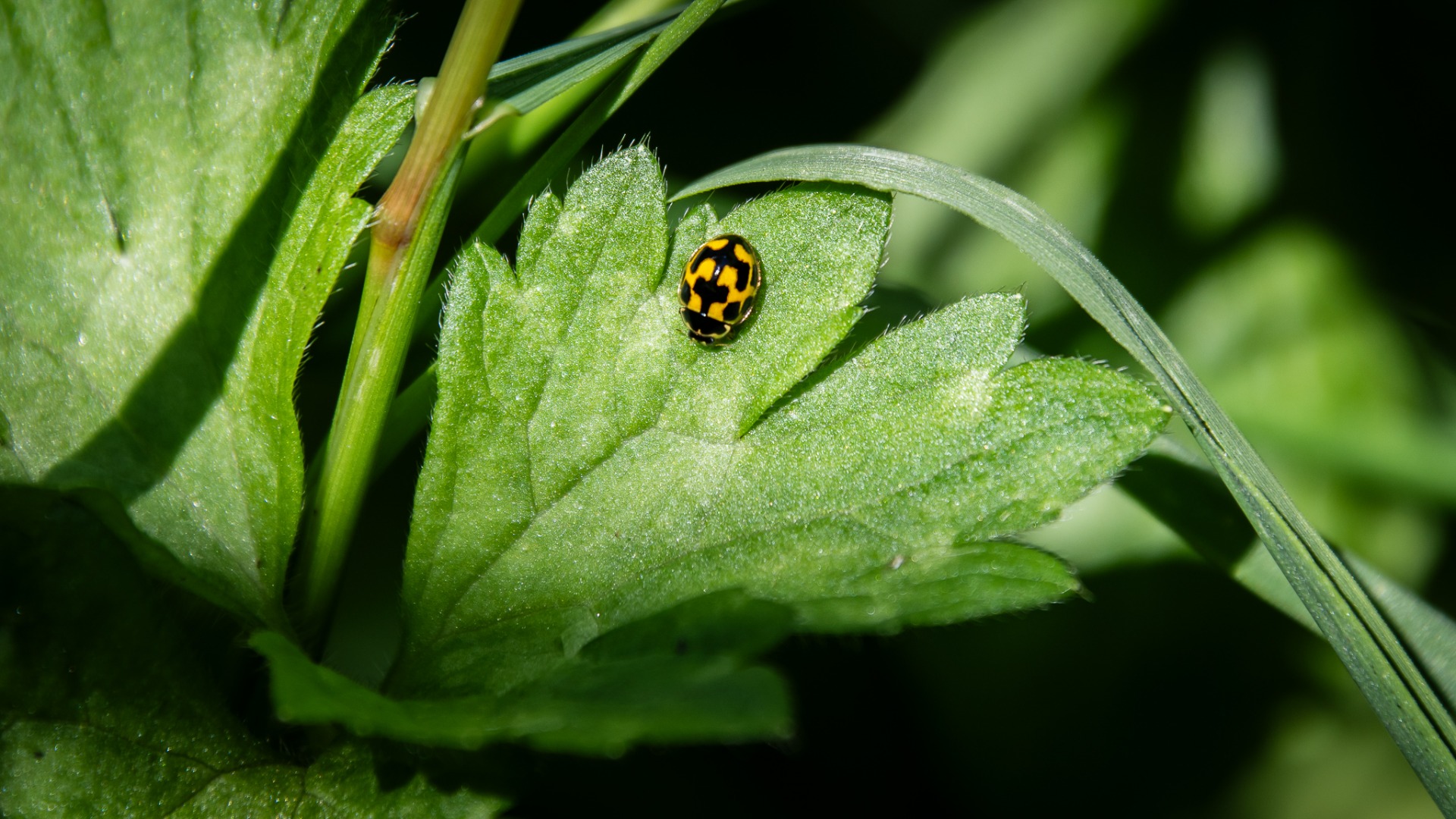 14-spot Ladybird (Propylea quatuordecimpunctata).