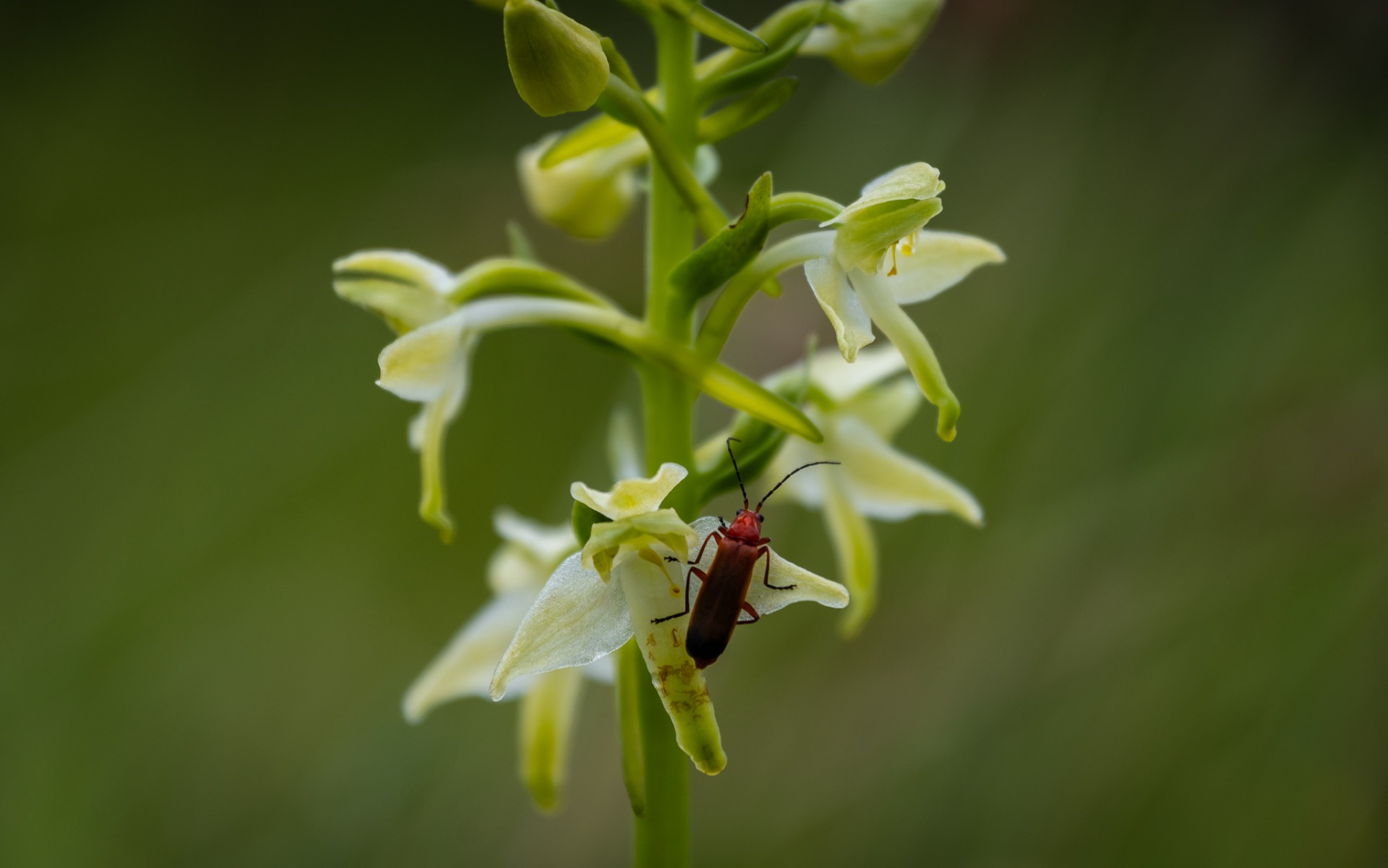 Common red soldier beetle on Butterfly Orchid.