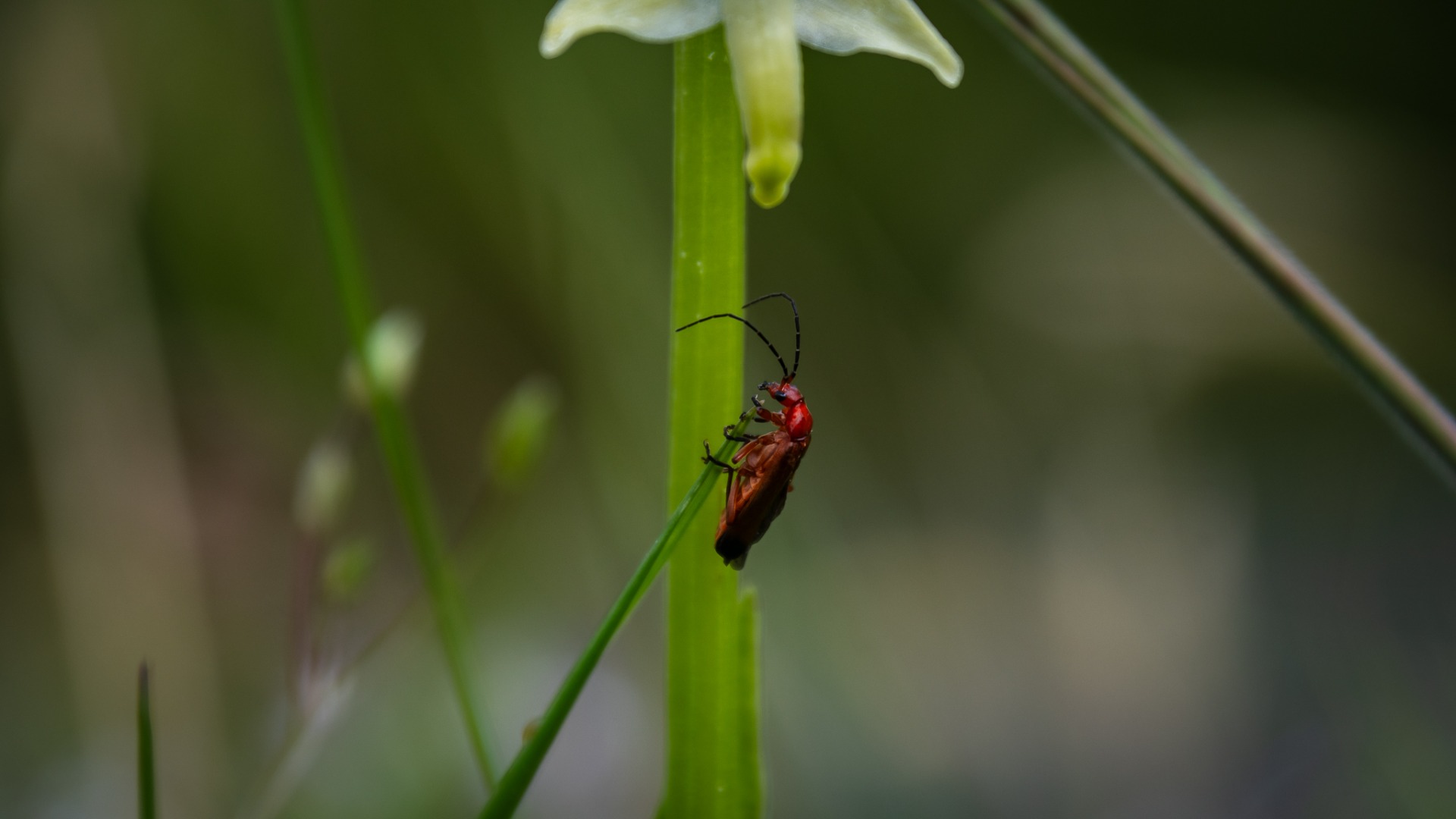 Common red soldier beetle (Rhagonycha fulva).