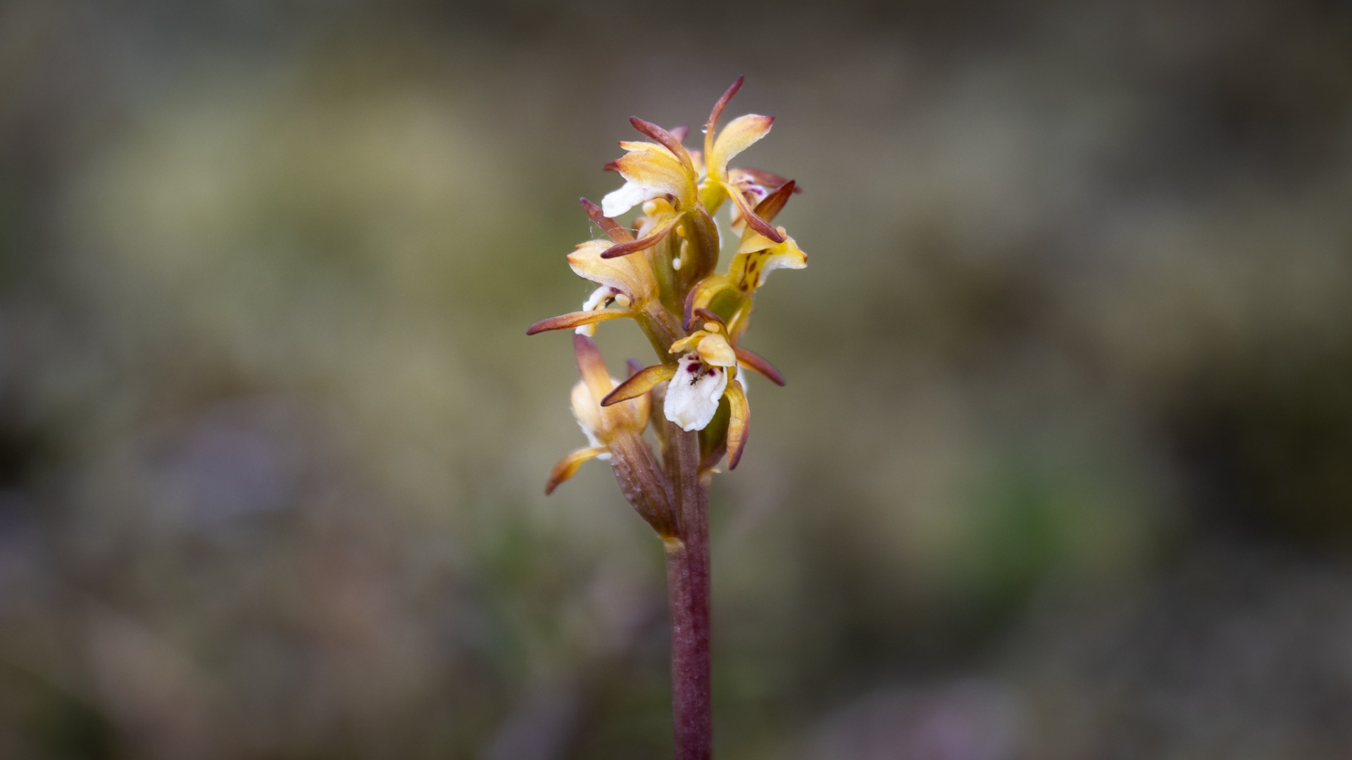 Coralroot Orchid (Corallorhiza trifida).
