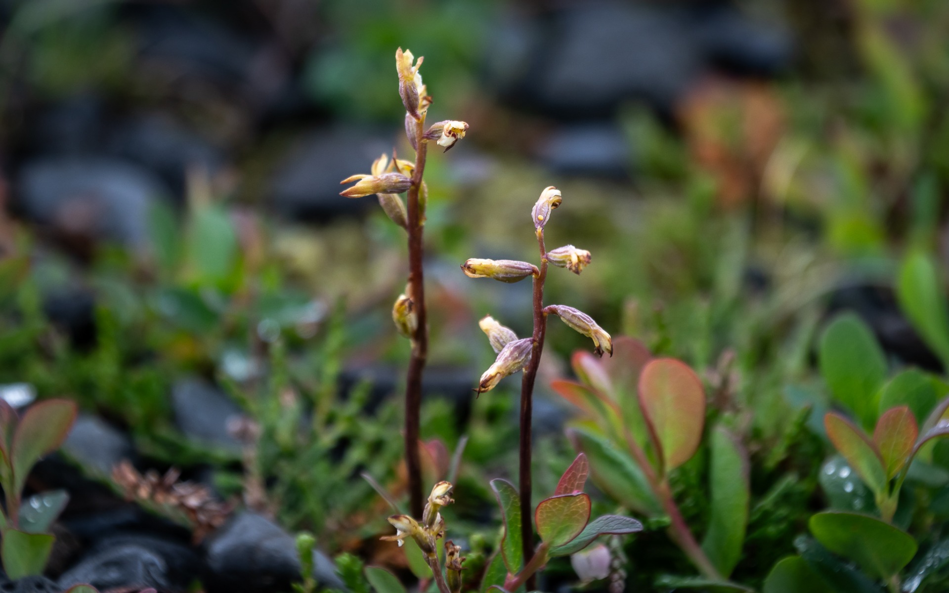 Coralroot Orchid (Corallorhiza trifida).