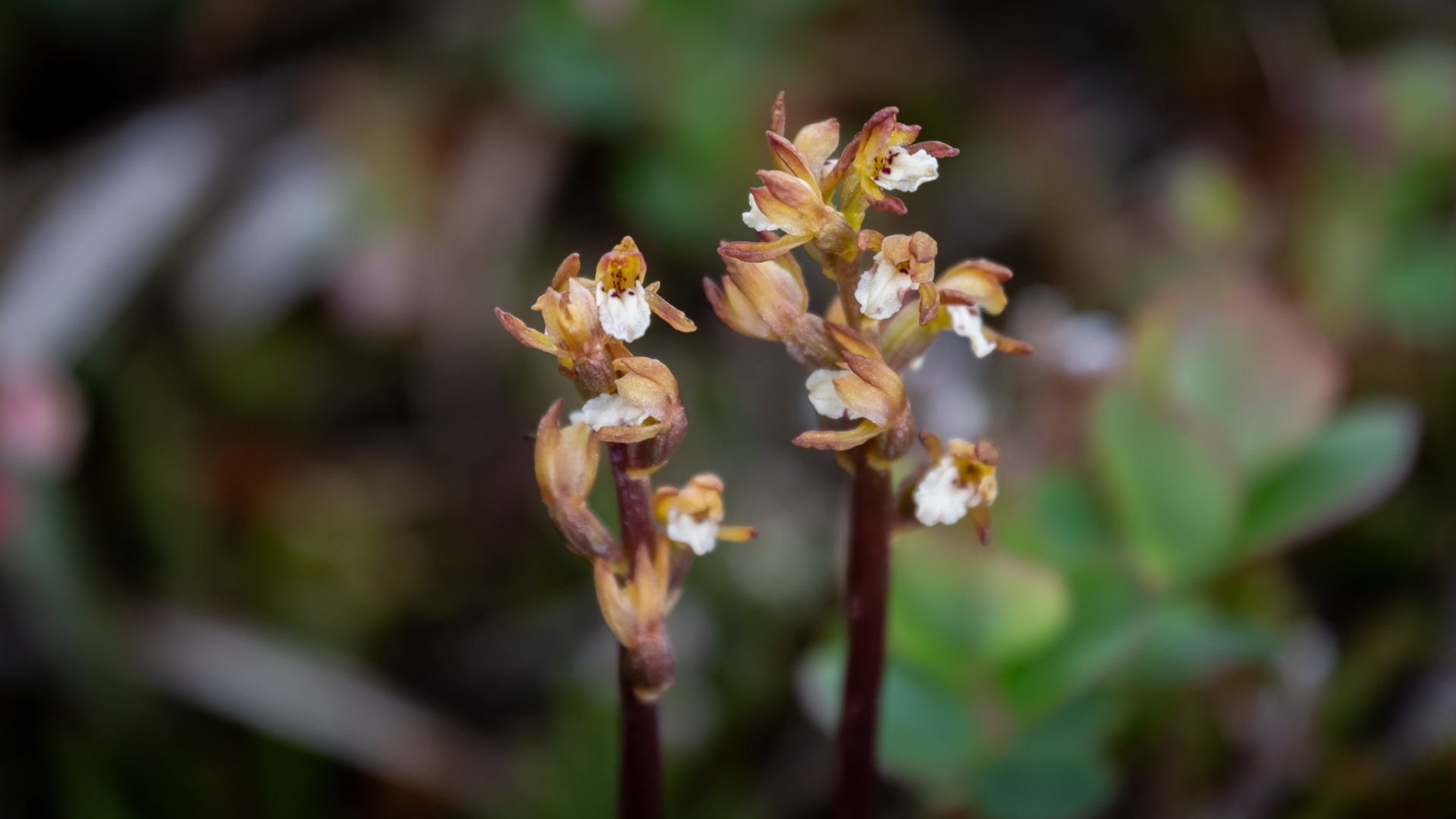 Coralroot Orchid (Corallorhiza trifida).