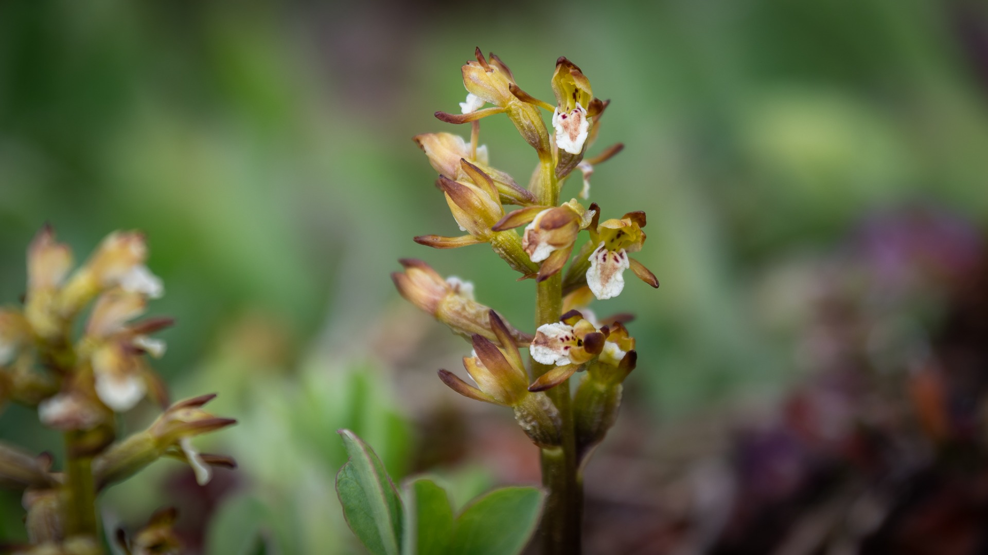 Coralroot Orchid (Corallorhiza trifida).