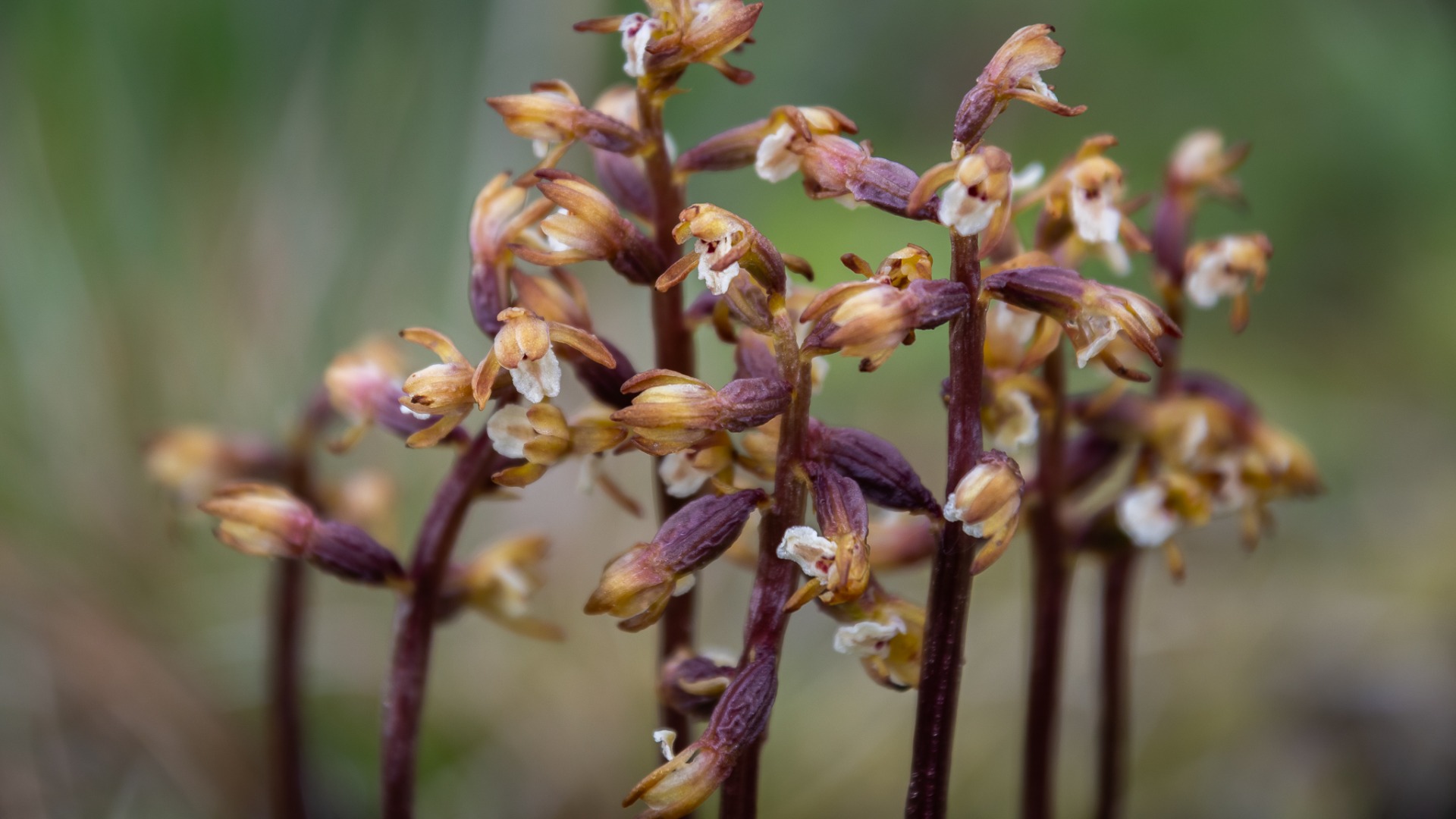Coralroot Orchid (Corallorhiza trifida).