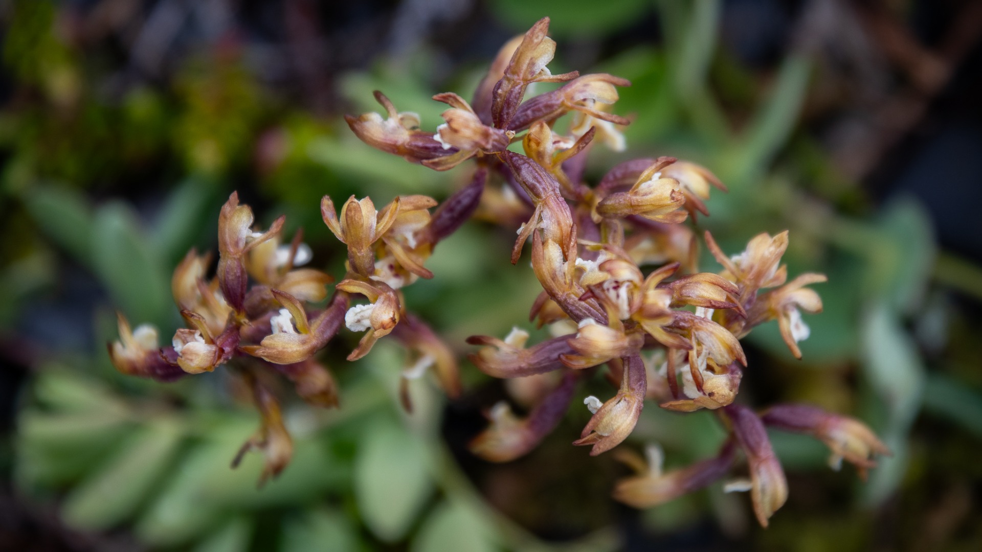 Coralroot Orchid (Corallorhiza trifida).