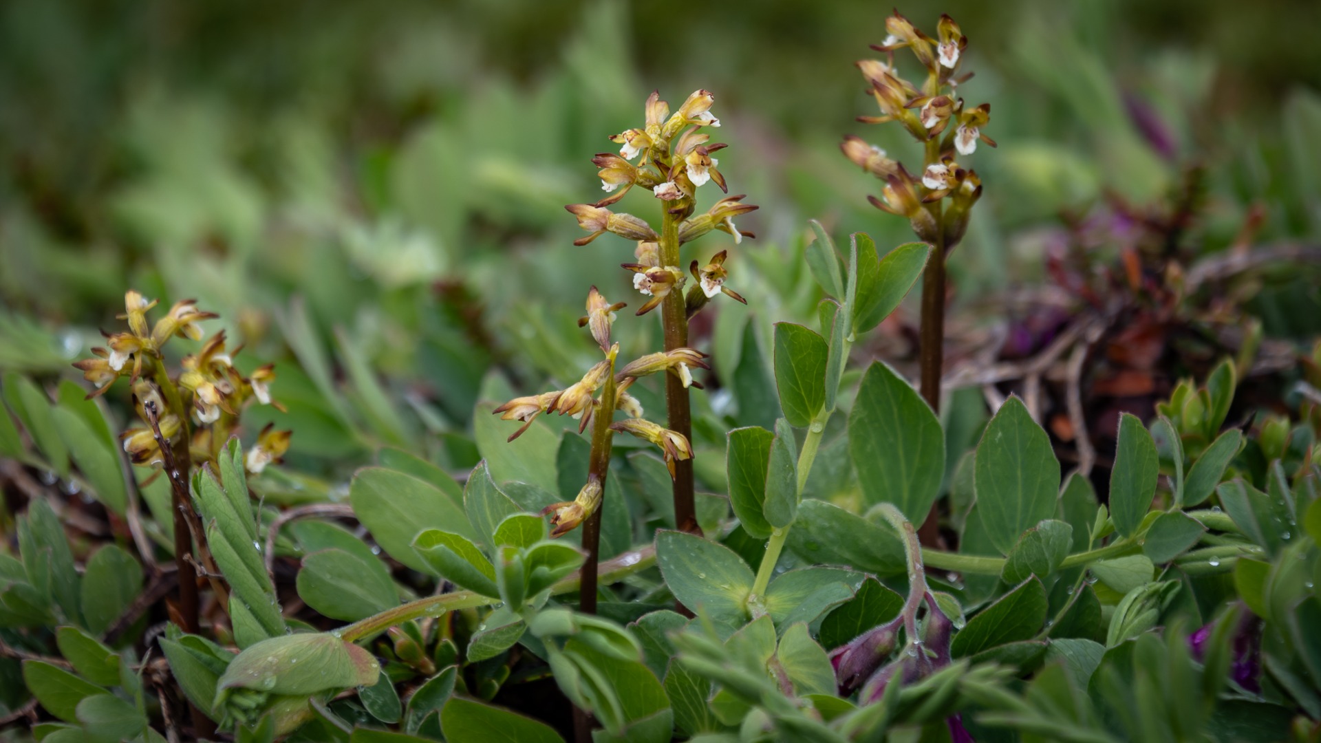 Coralroot Orchid & Beach Pea.