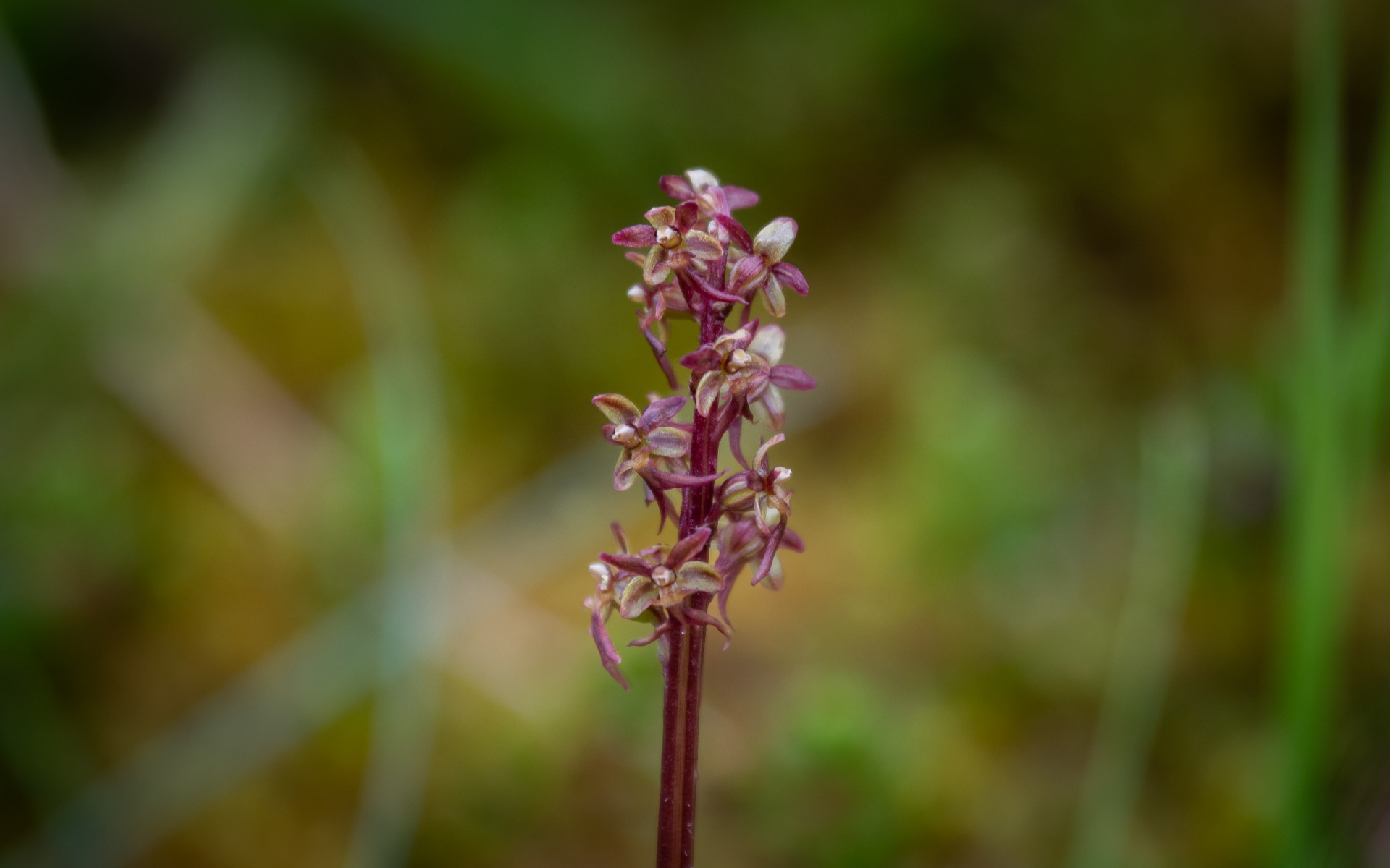 Lesser Twayblade (Neottia cordata).