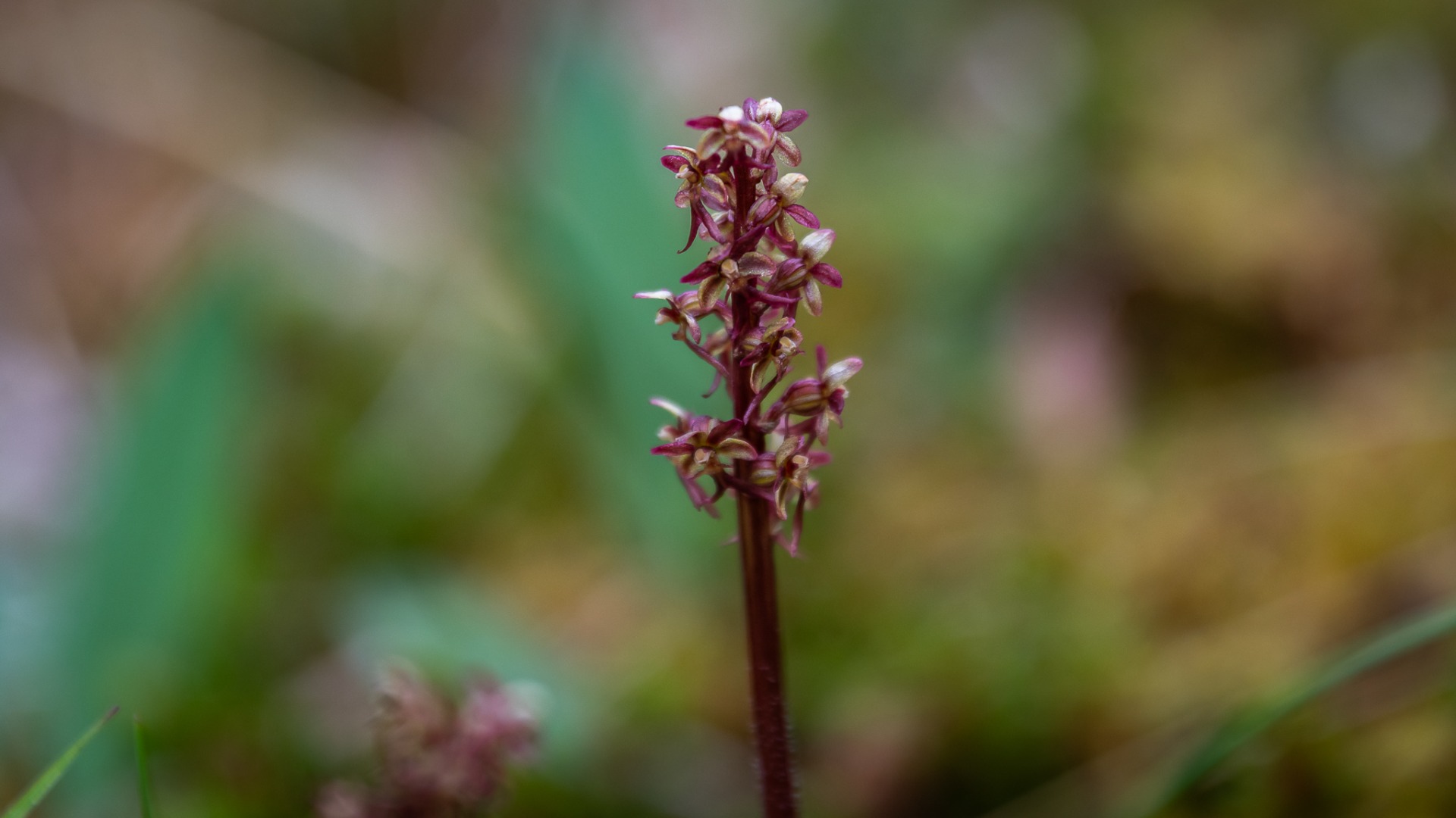 Lesser Twayblade (Neottia cordata).