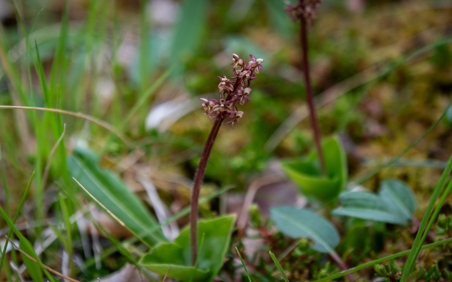 Lesser Twayblade (Neottia cordata).