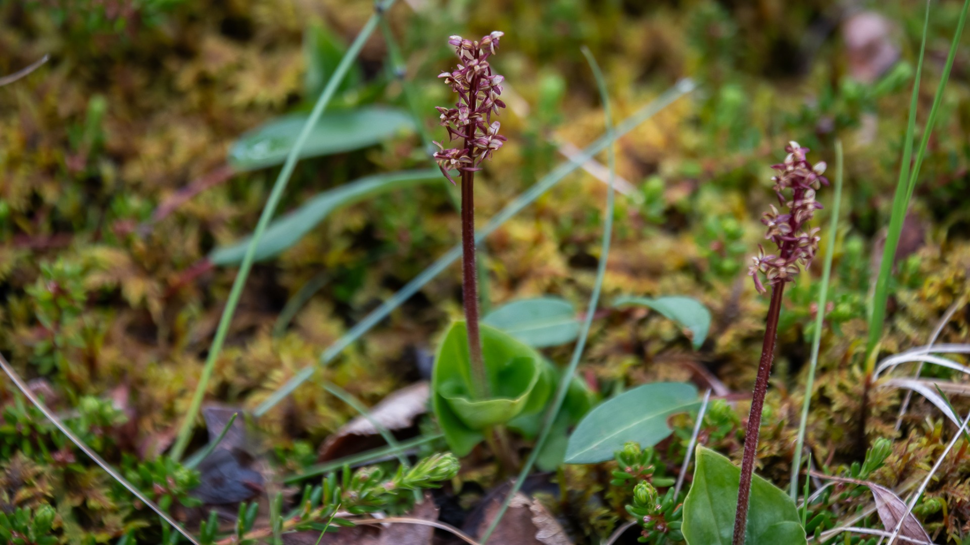 Lesser Twayblade (Neottia cordata).