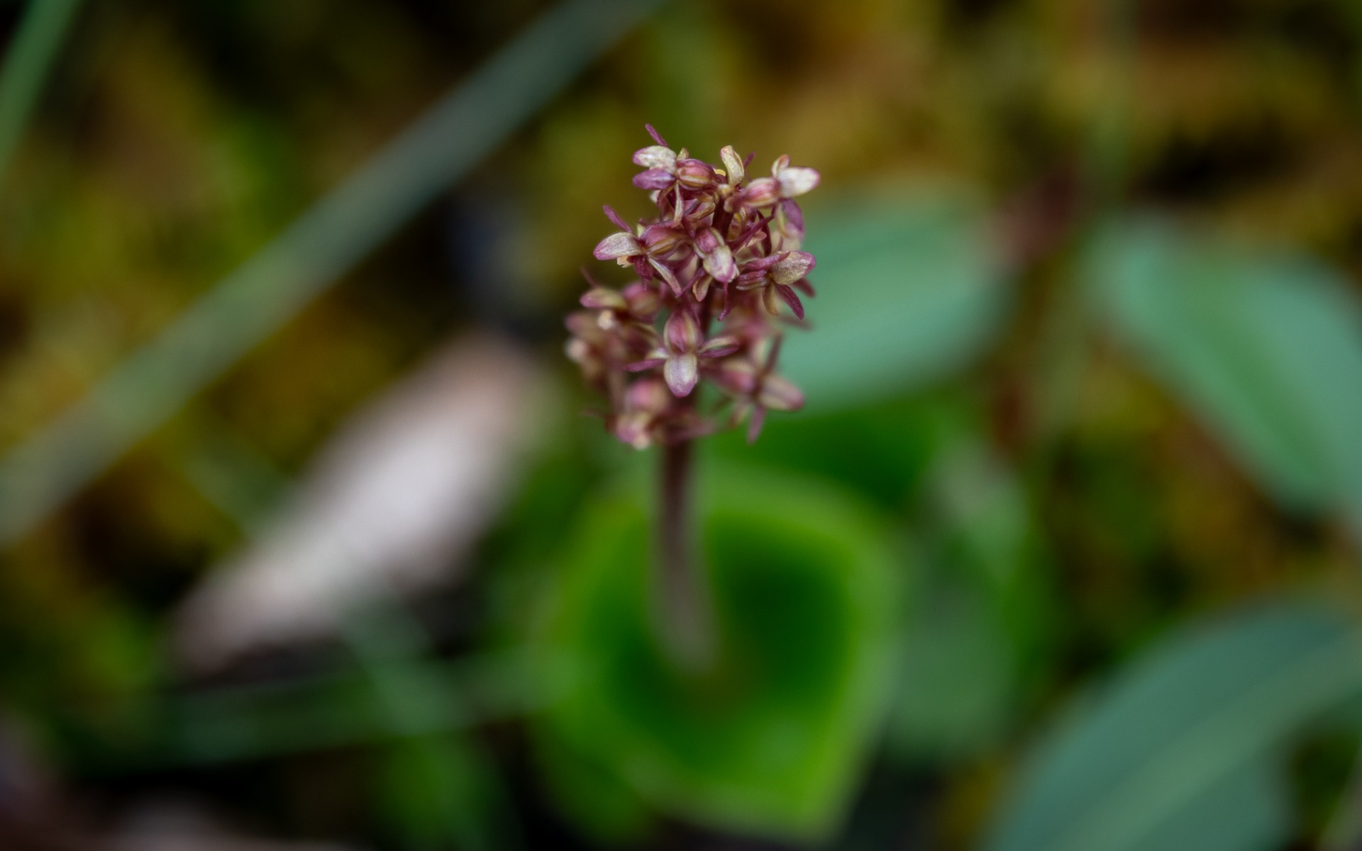 Lesser Twayblade (Neottia cordata).