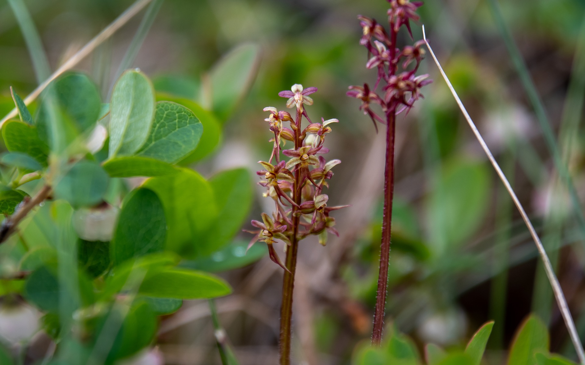 Lesser Twayblade (Neottia cordata).