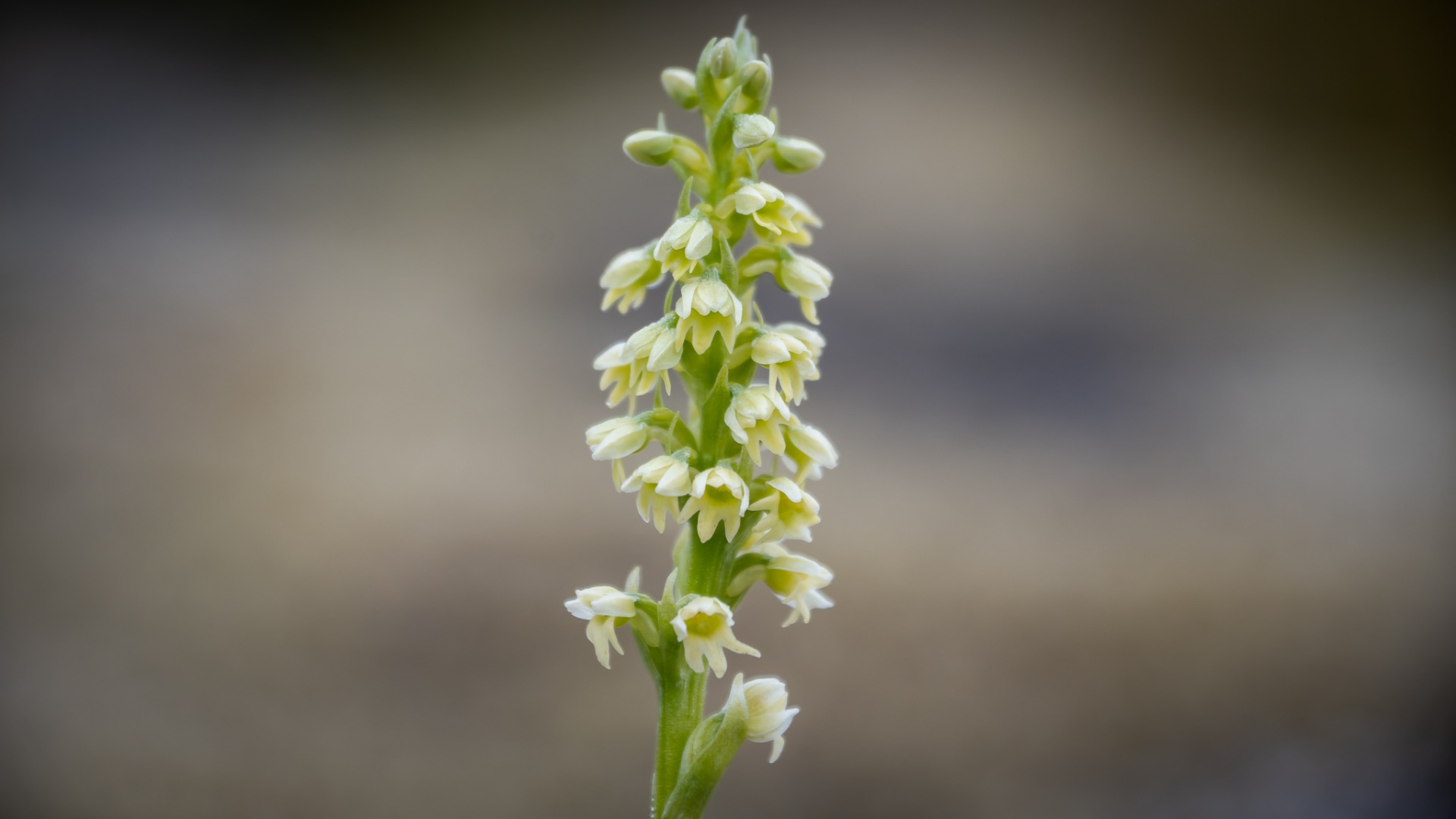 Small-white Orchid (Pseudorchis albida).