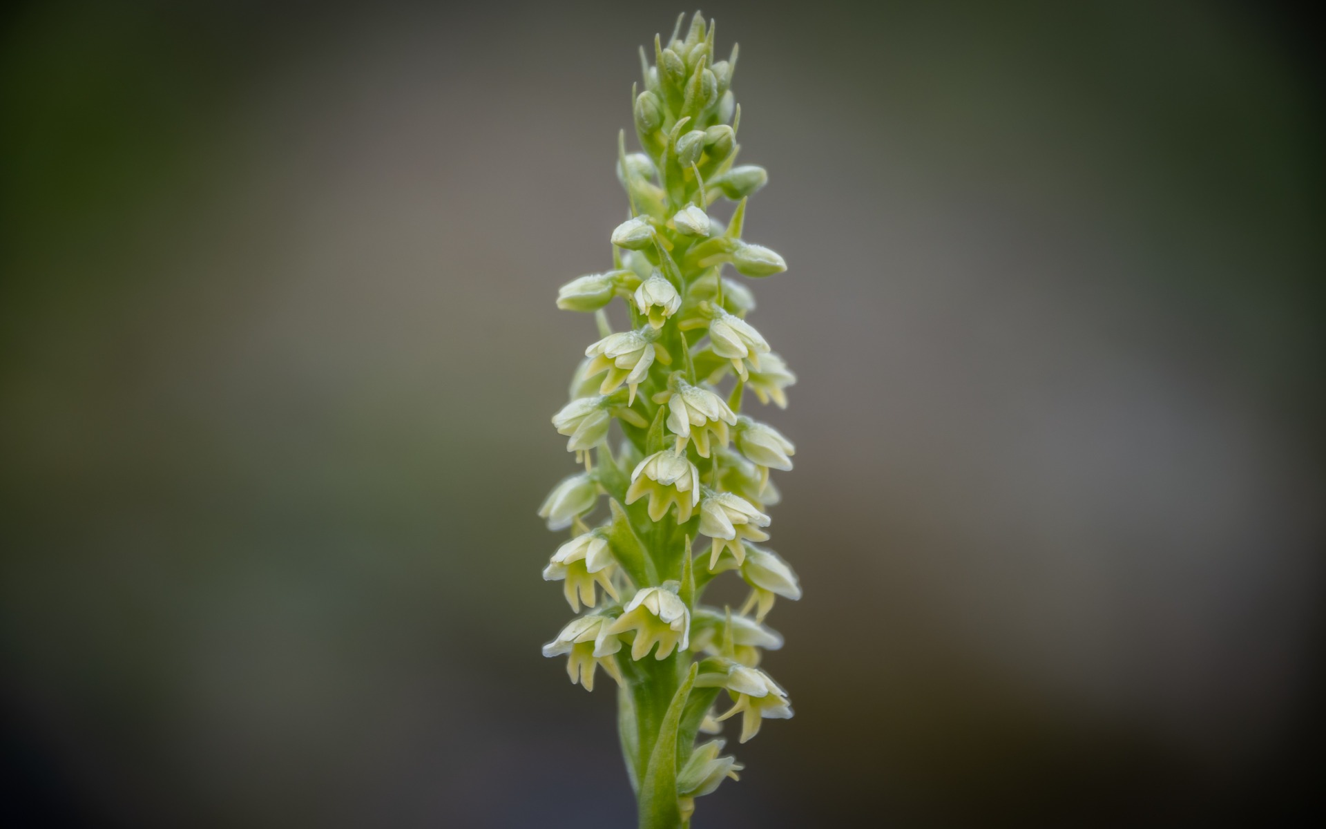Small-white Orchid (Pseudorchis albida).