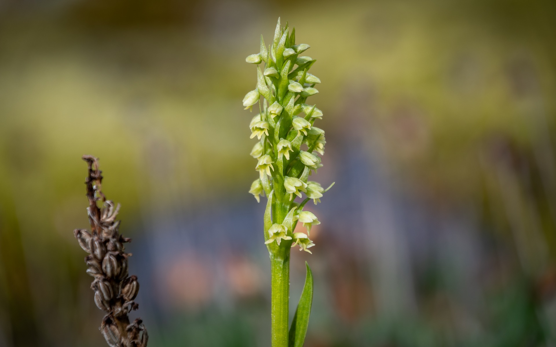 Small-white Orchid (Pseudorchis albida).
