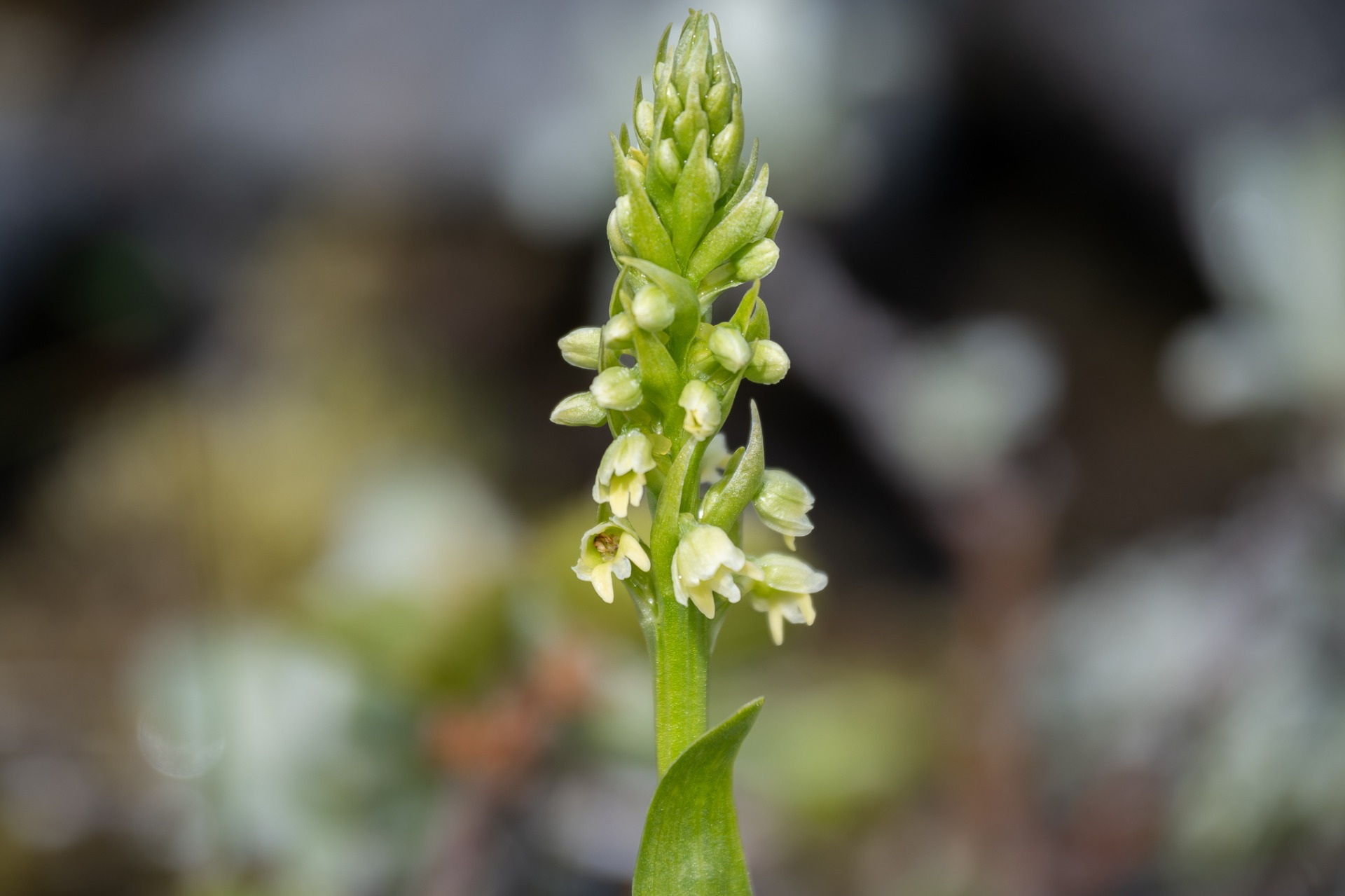 Small-white Orchid (Pseudorchis albida).