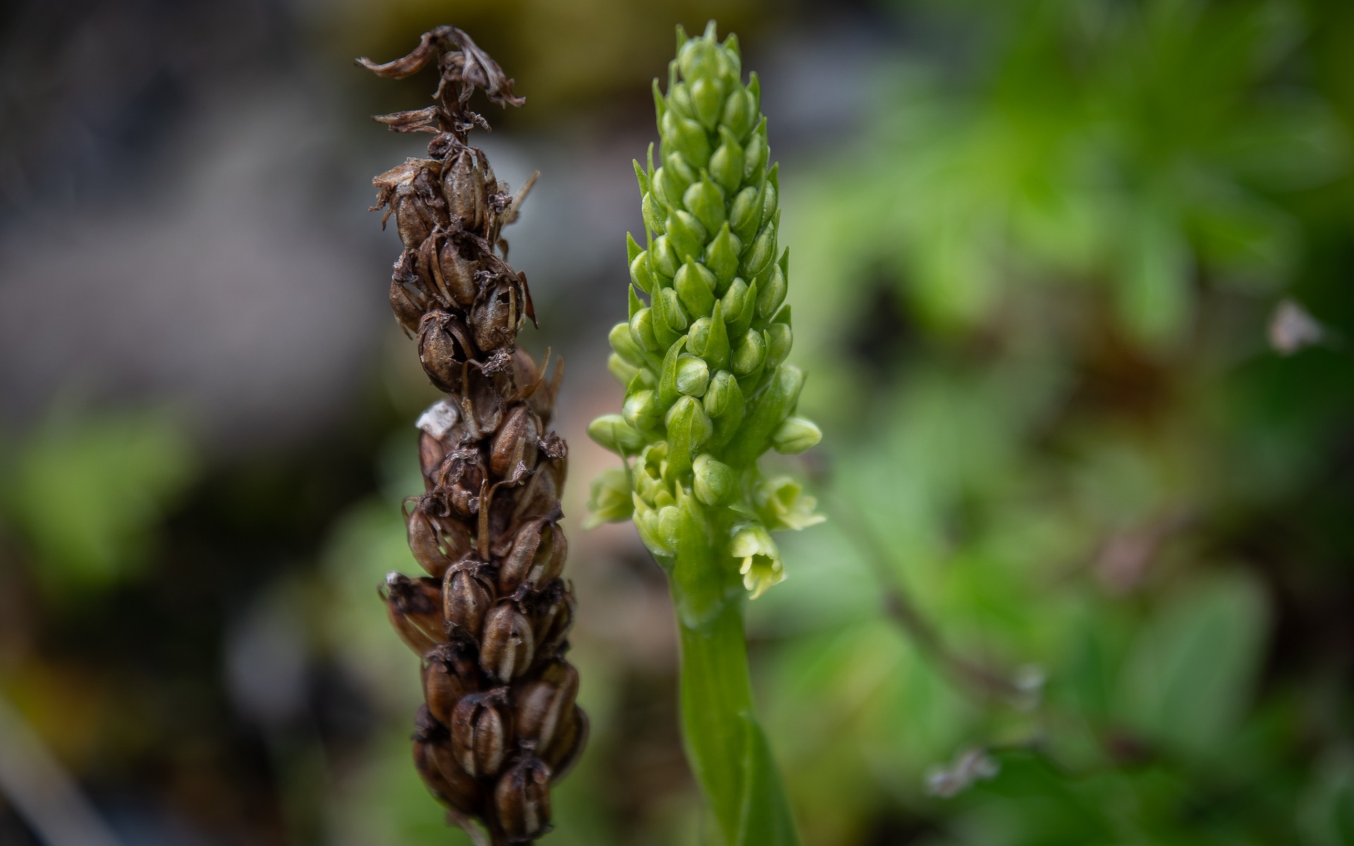 Small-white Orchid beside last year's flower