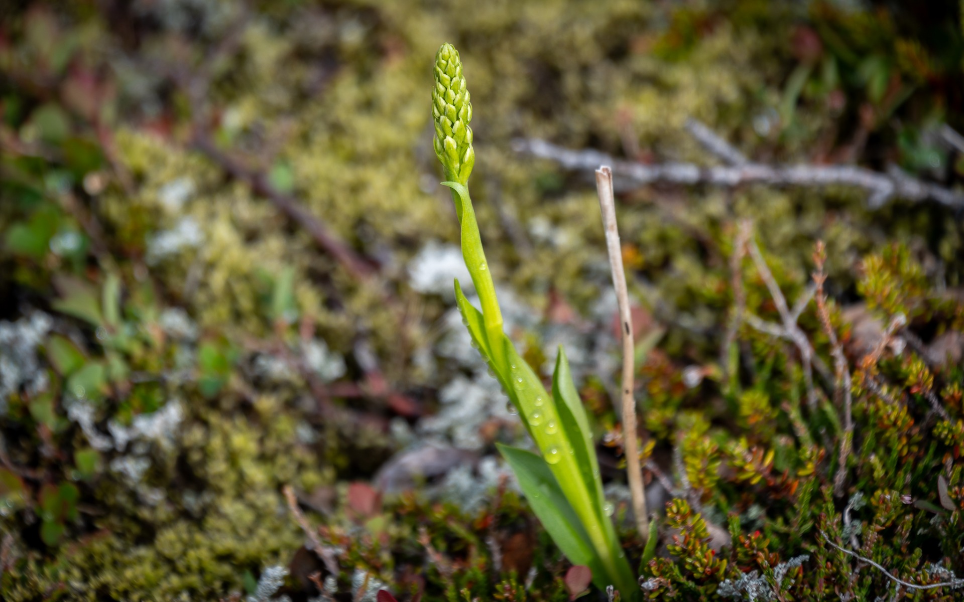 Small-white Orchid (Pseudorchis albida).
