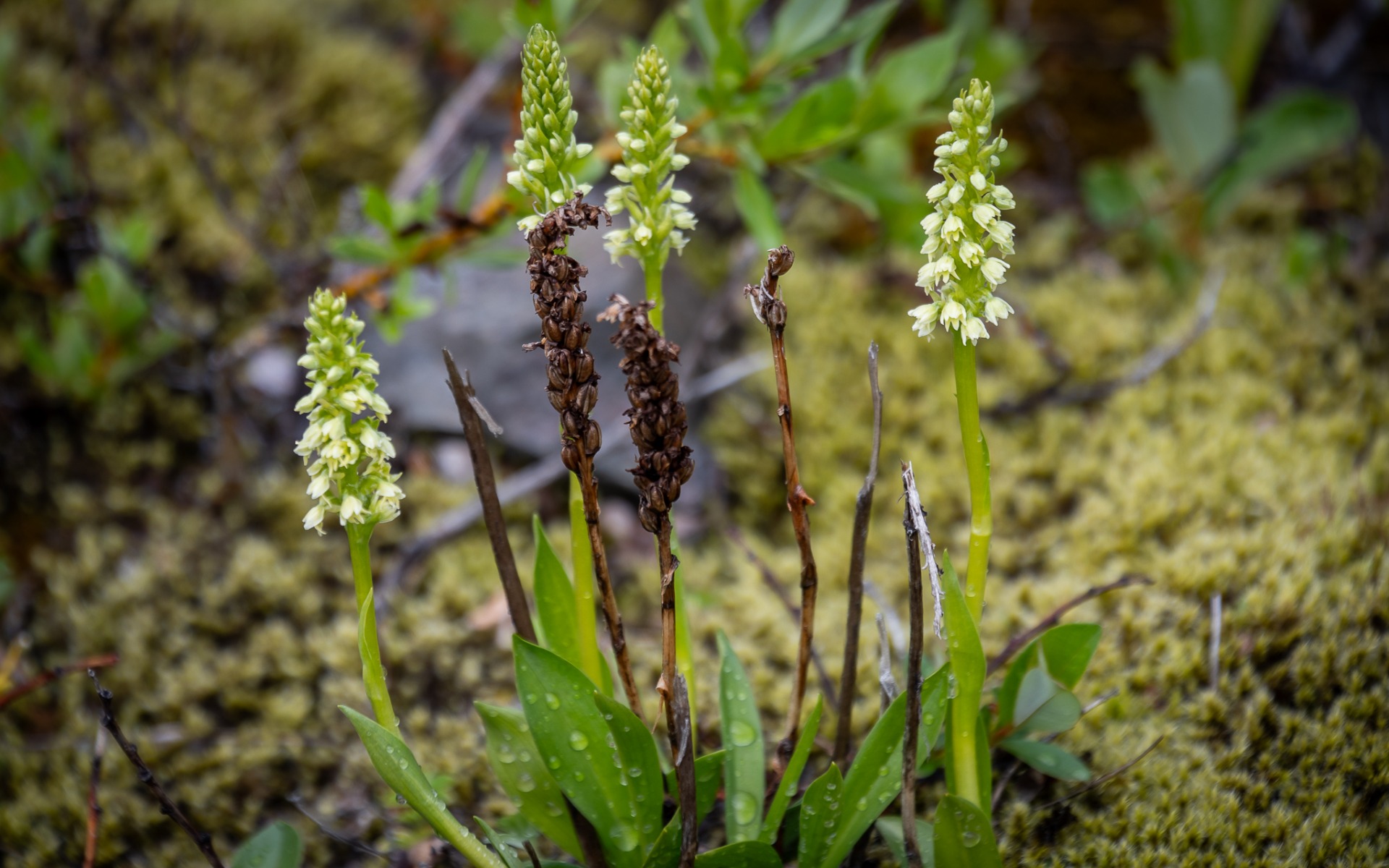 Small-white Orchids and last year's ones.
