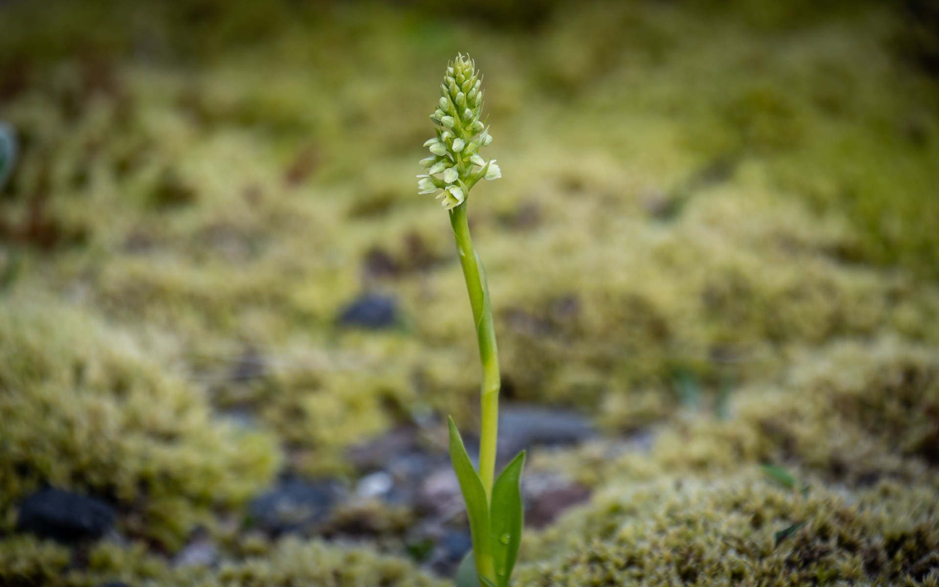 Small-white Orchid (Pseudorchis albida).