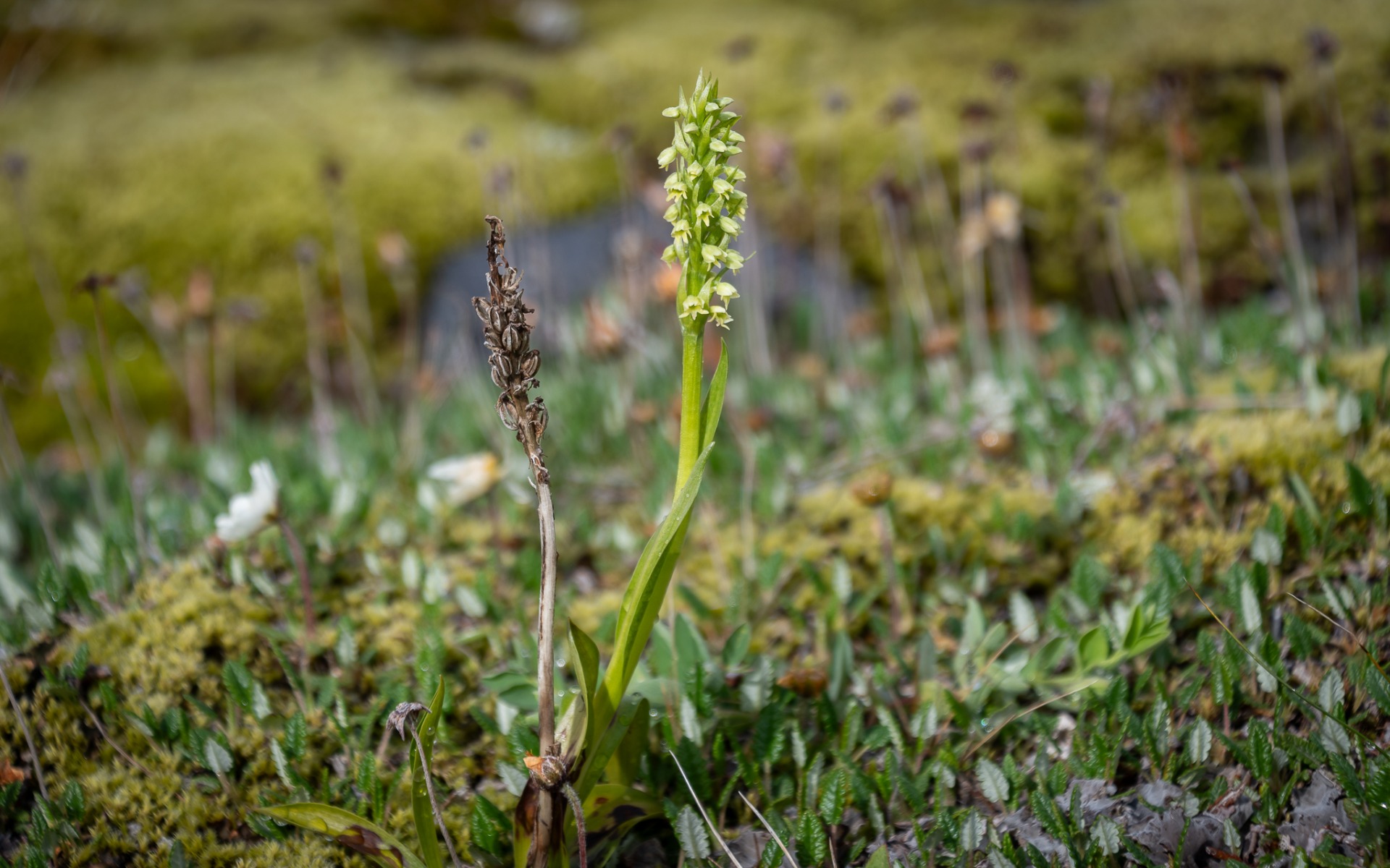 Small-white Orchid (Pseudorchis albida).