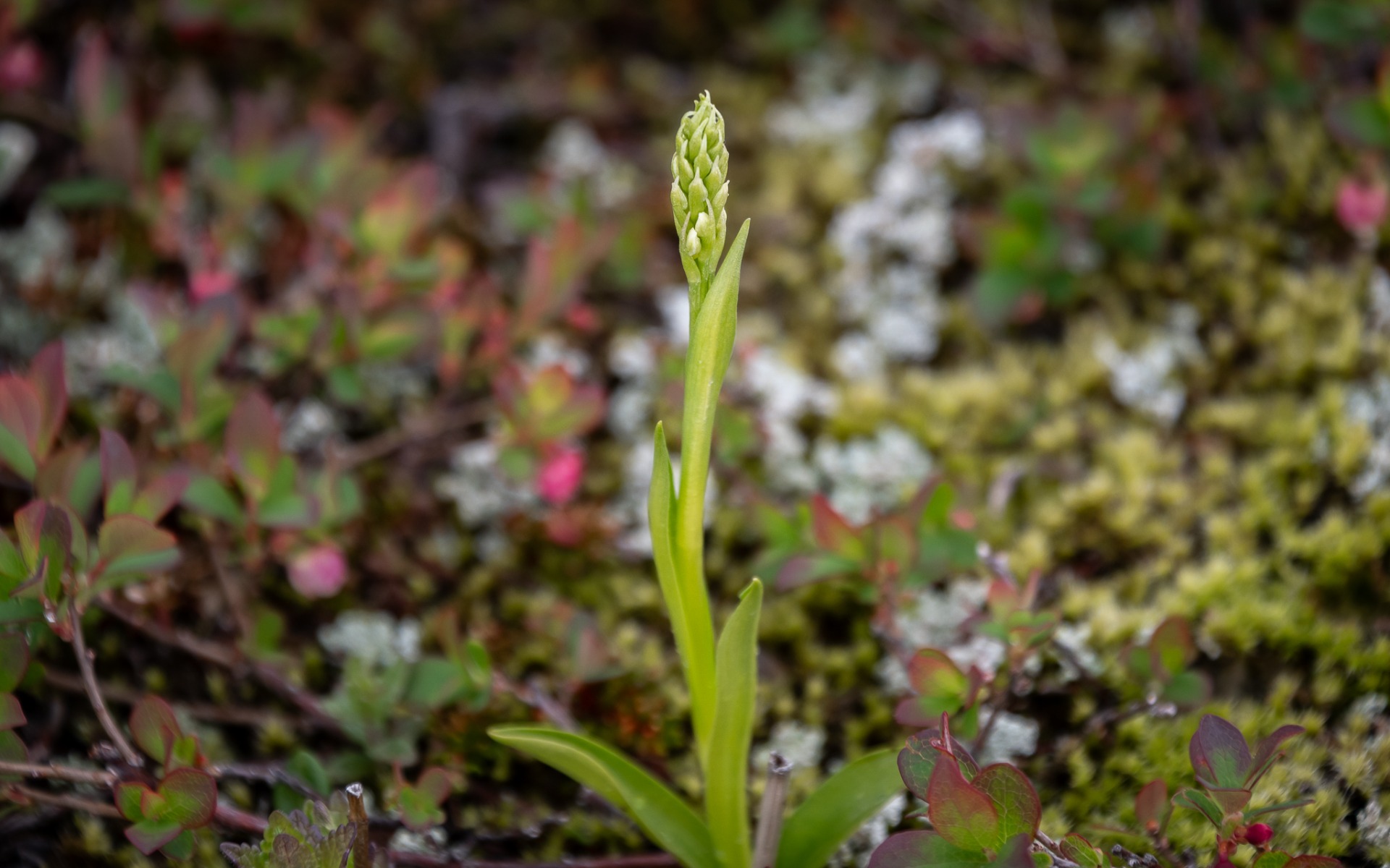 Small-white Orchid (Pseudorchis albida).