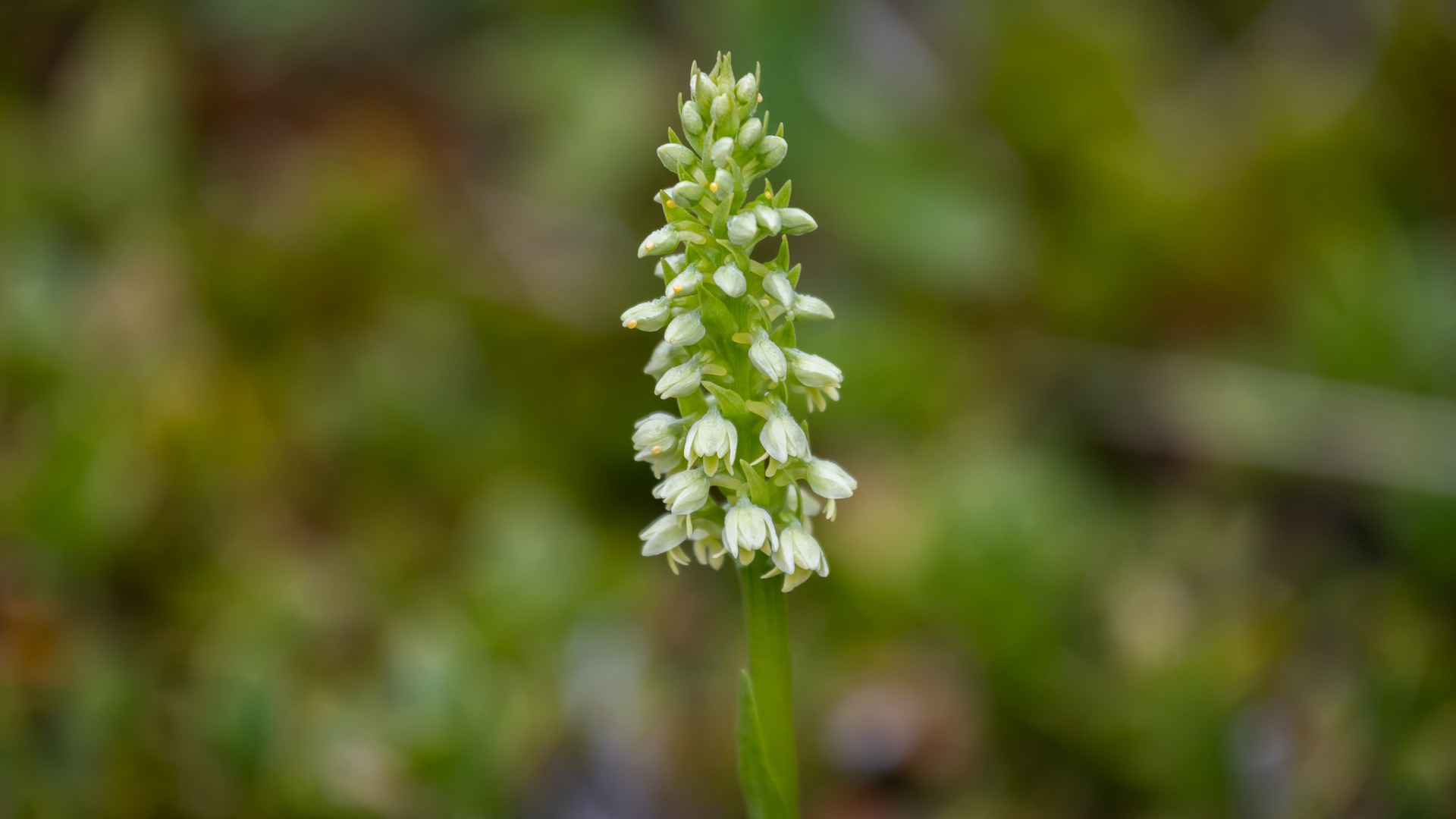 Small-white Orchid with yellow insect eggs.