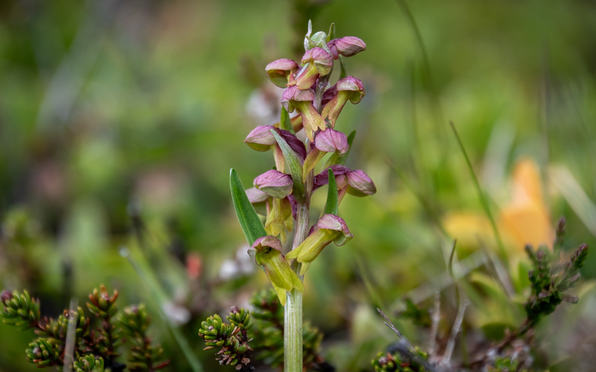 Frog Orchid (Dactylorhiza viridis).