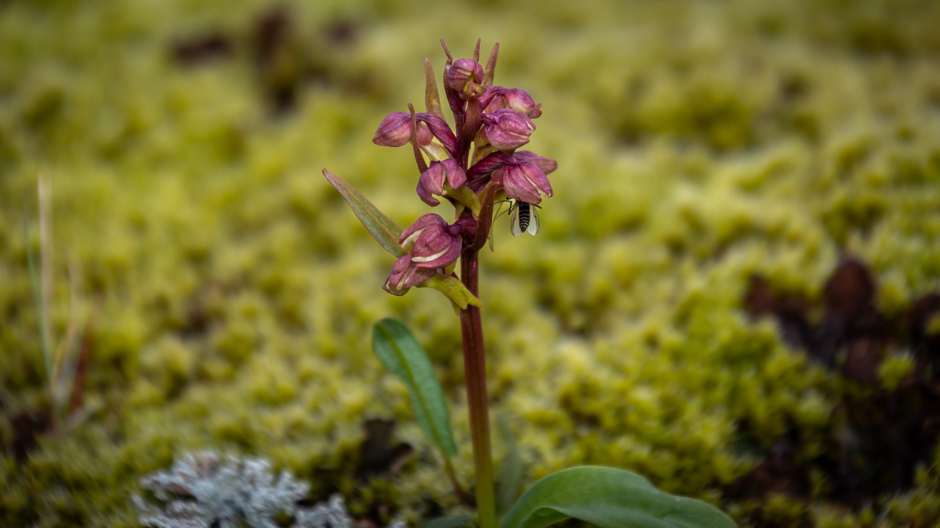 Frog Orchid & fly.