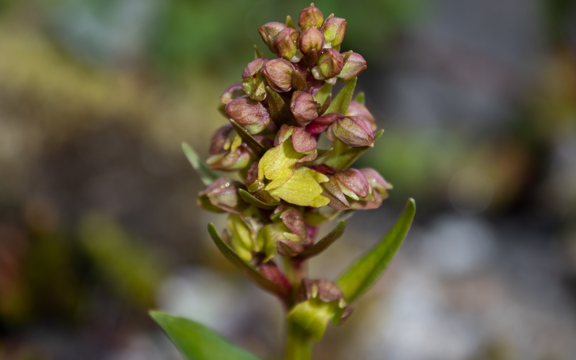 Frog Orchid (Dactylorhiza viridis).
