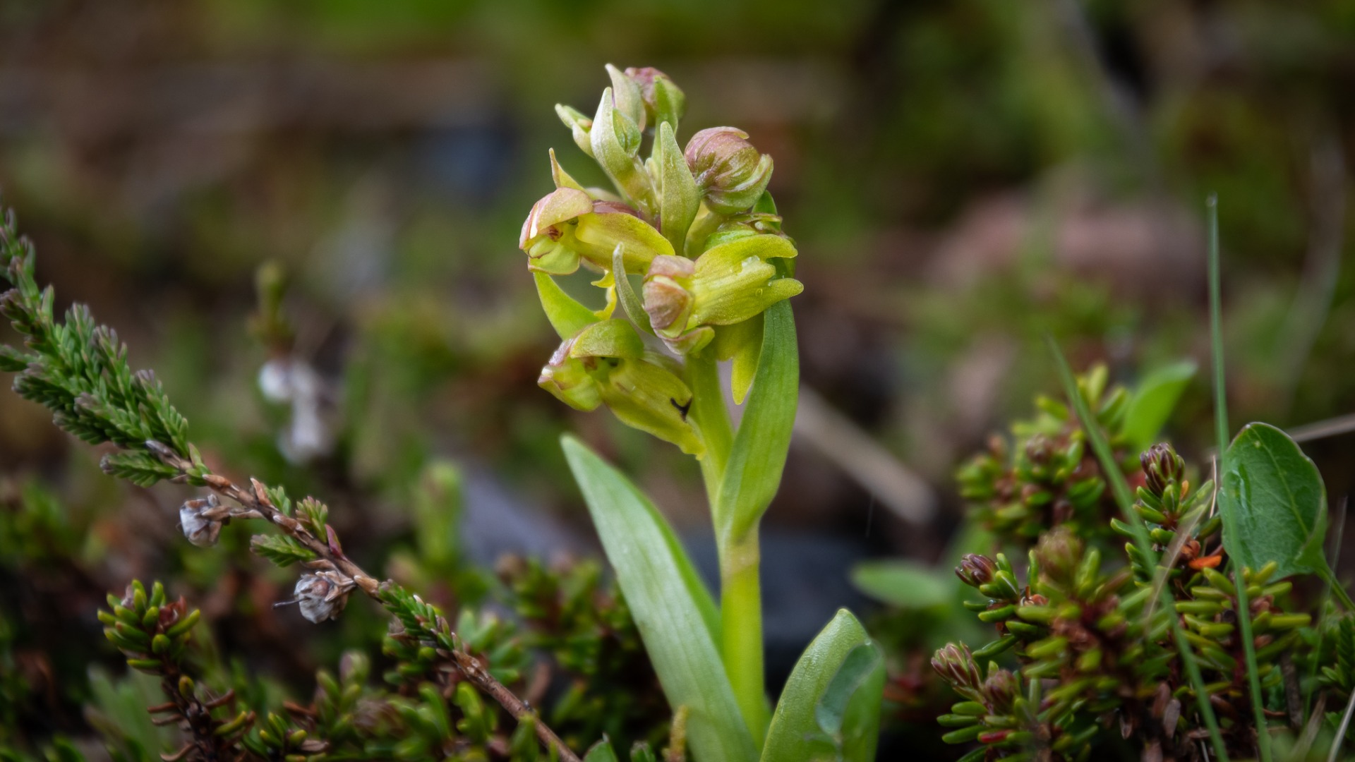 Frog Orchid (Dactylorhiza viridis).