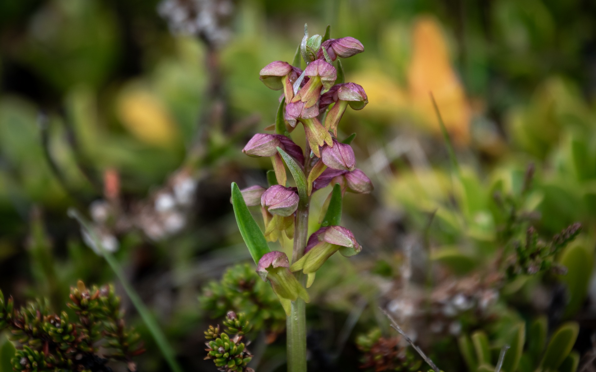 Frog Orchid (Dactylorhiza viridis).