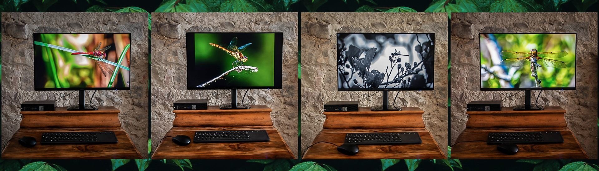 Dragonfly Screensavers.