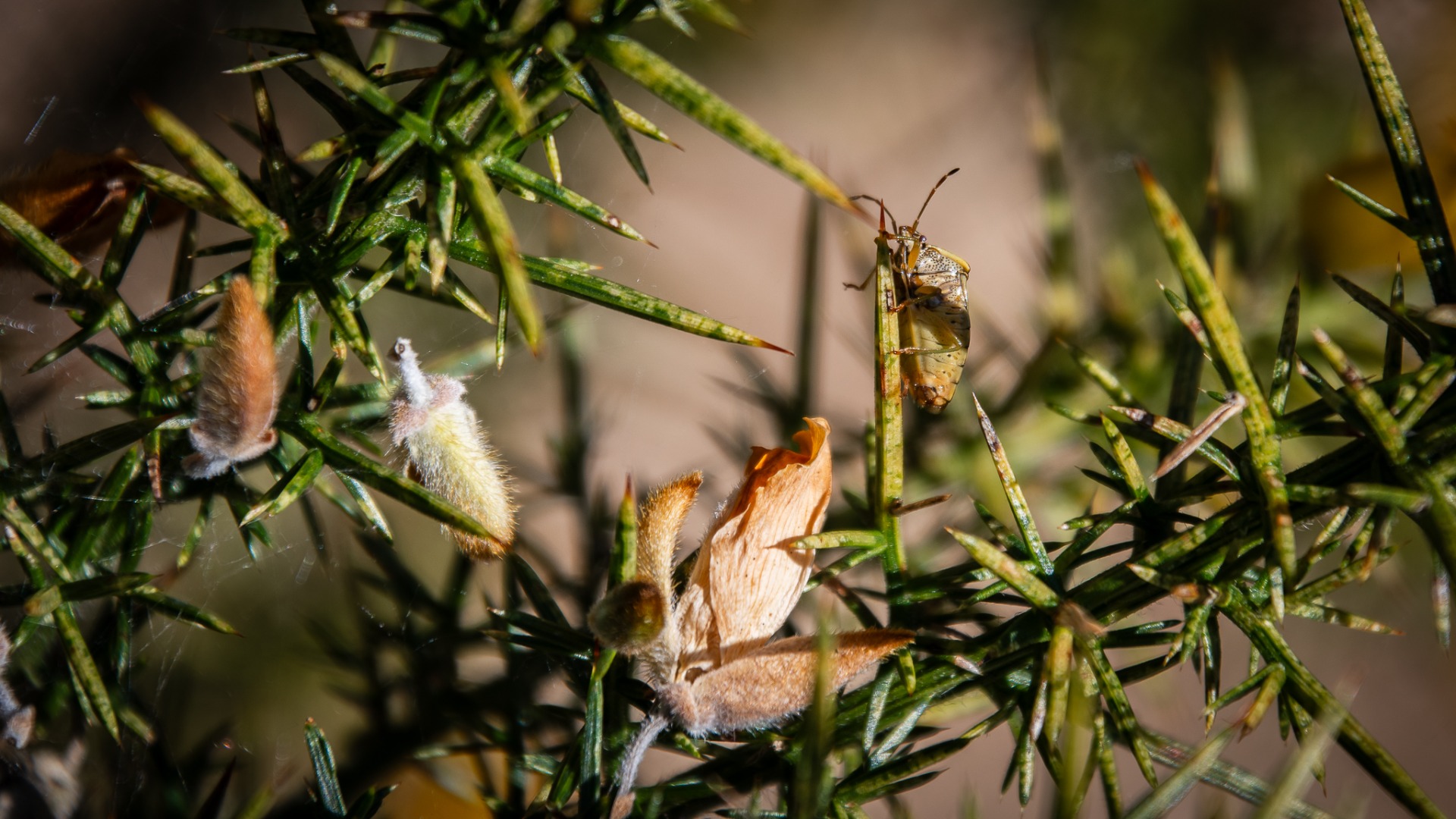 Parent Bug on Gorse.