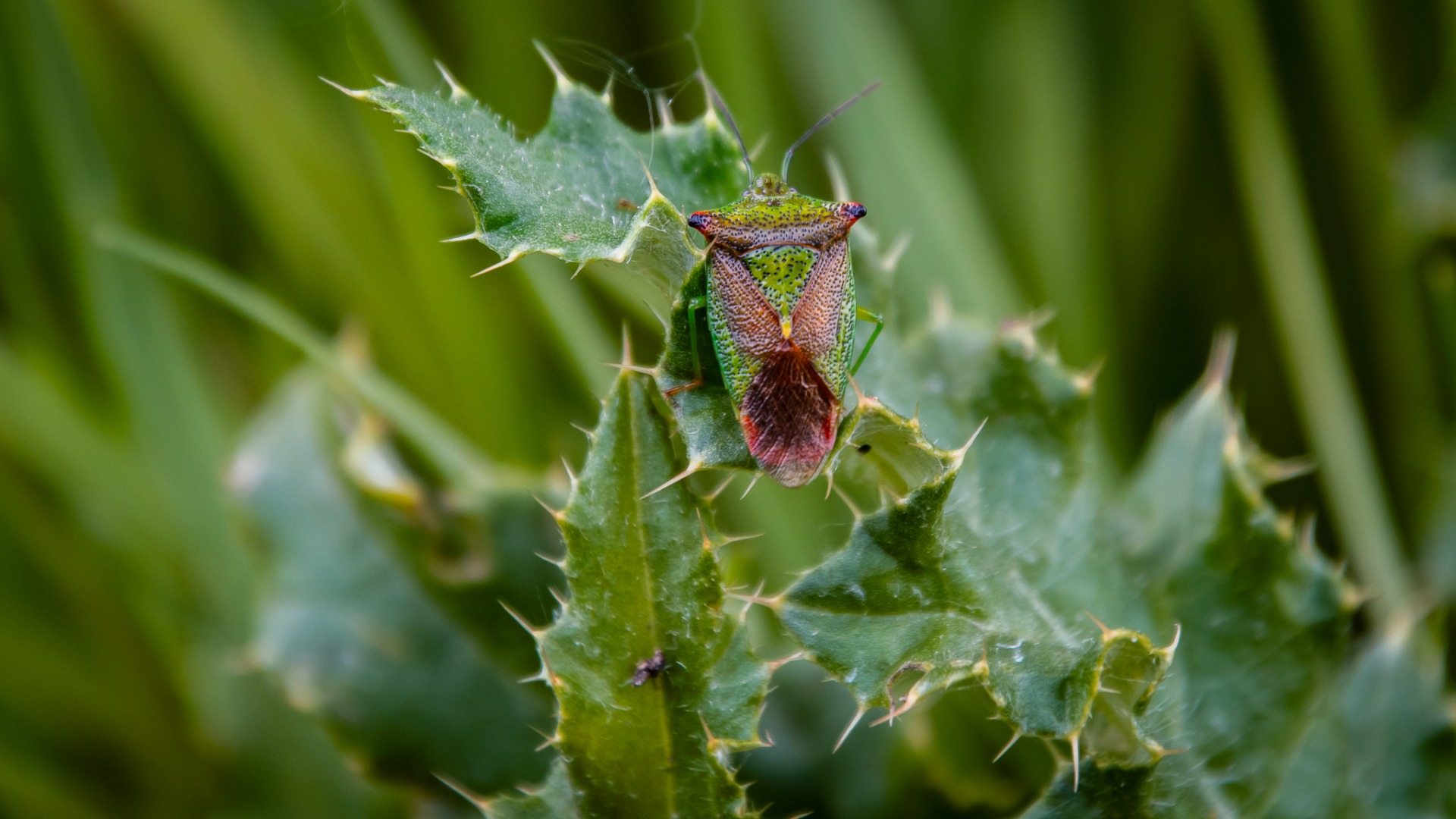 Hawthorn Shieldbug (Acanthosoma haemorrhoidale).