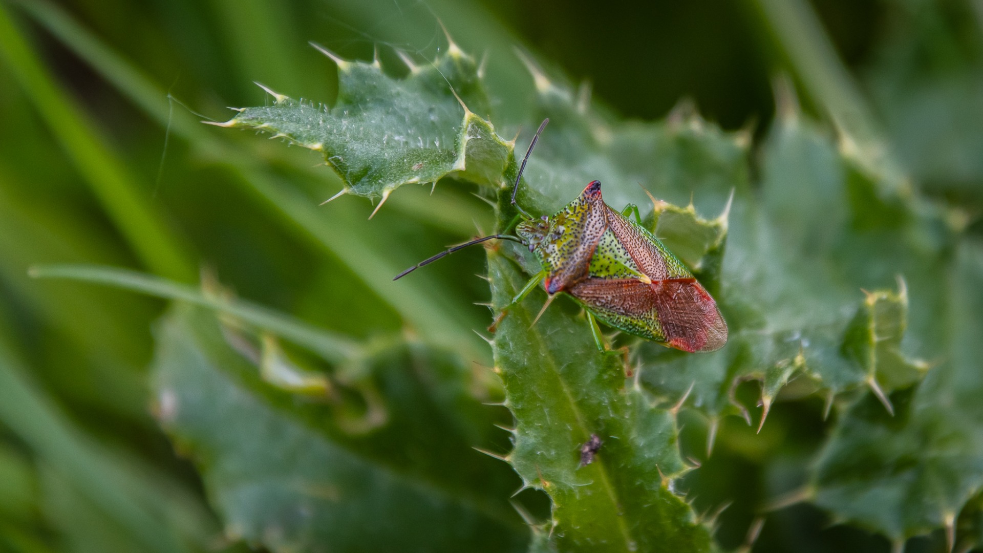 Hawthorn Shieldbug (Acanthosoma haemorrhoidale).