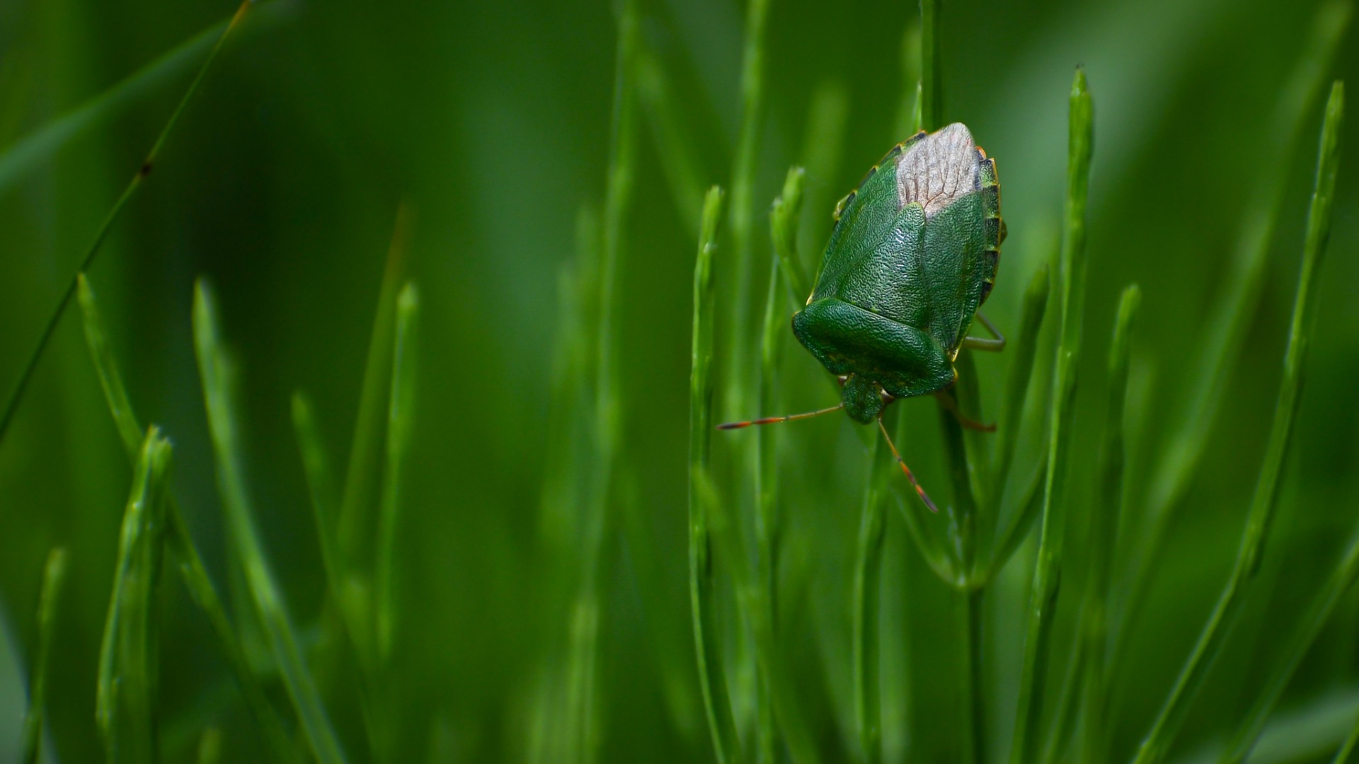 Green Shieldbug (Palomena prasina).