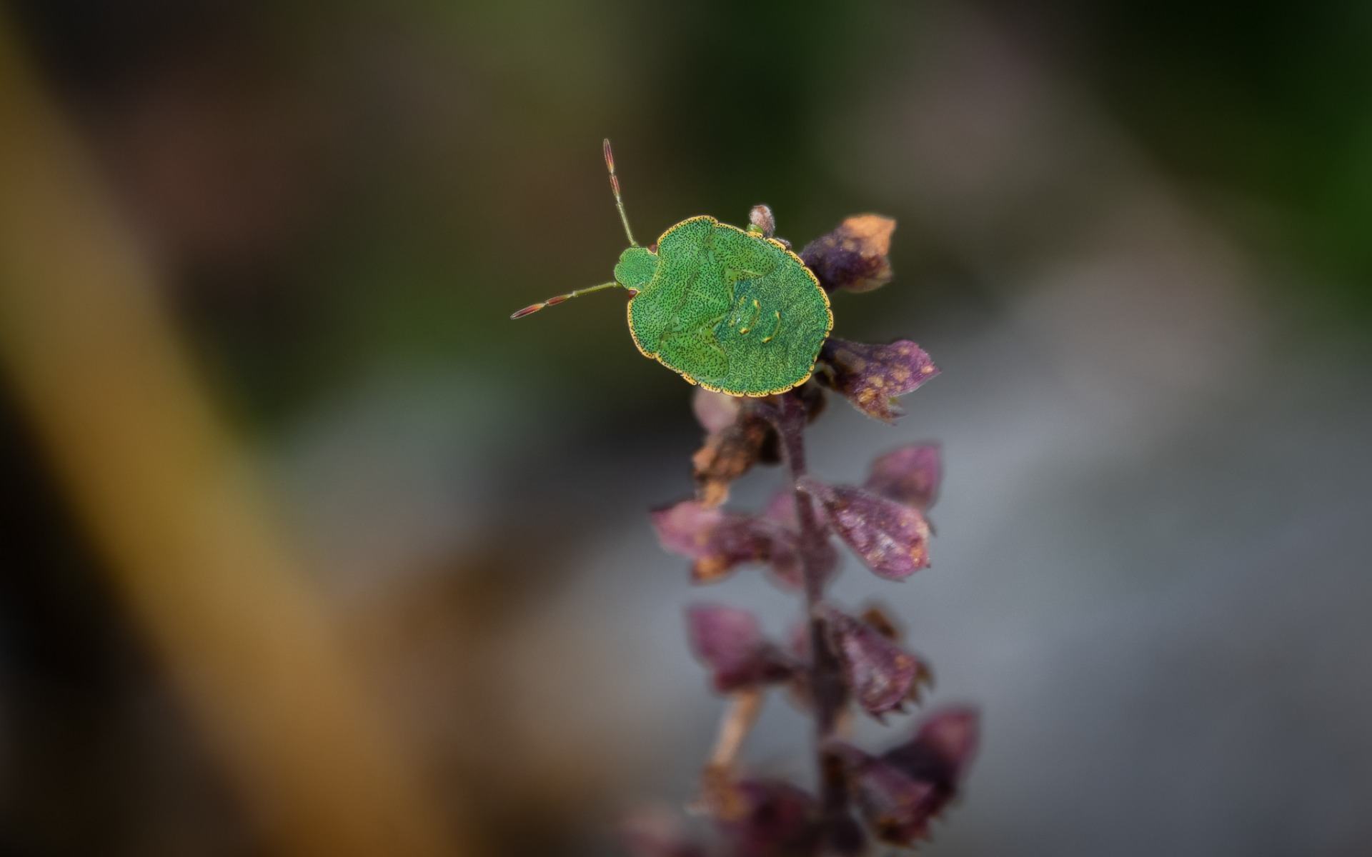 Green Shieldbug (instar nymph).