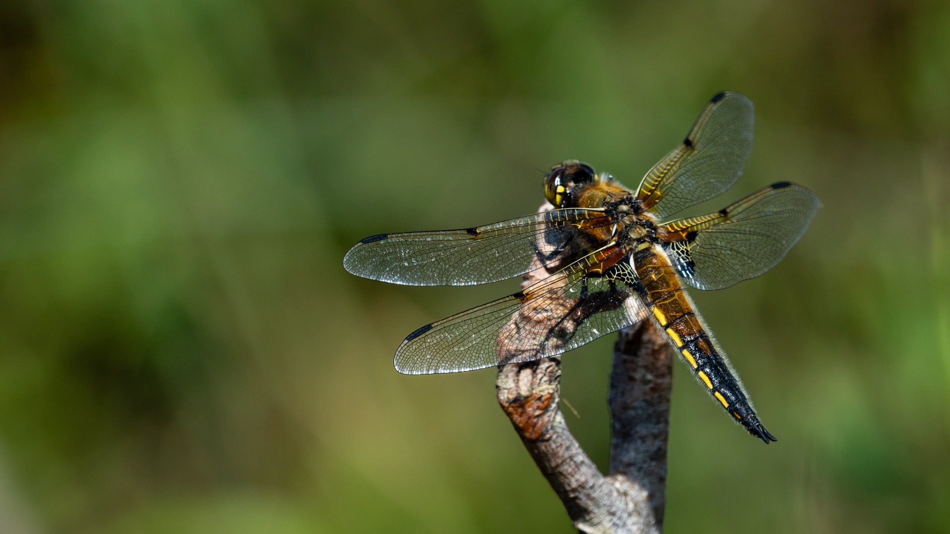 4-spotted Chaser (Libellula quadrimaculata).