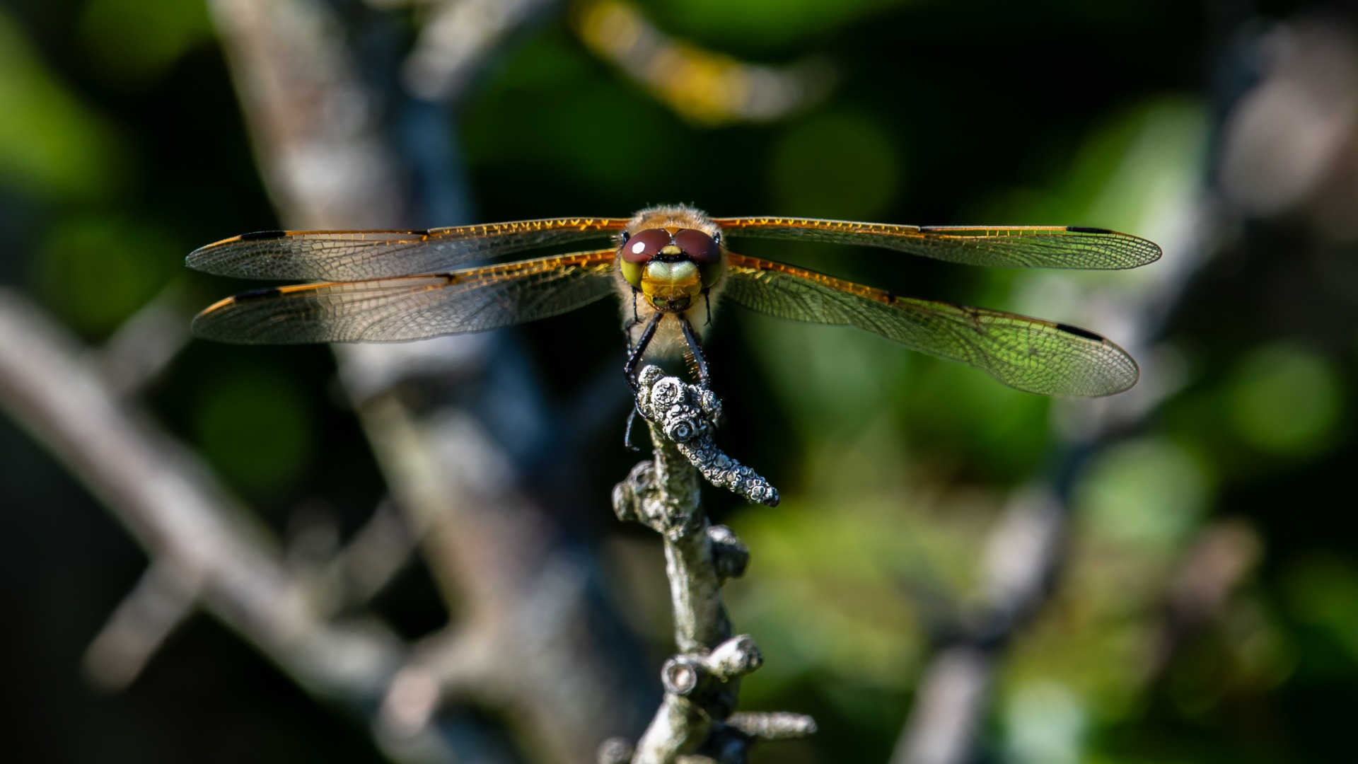 4-spotted Chaser (Libellula quadrimaculata).