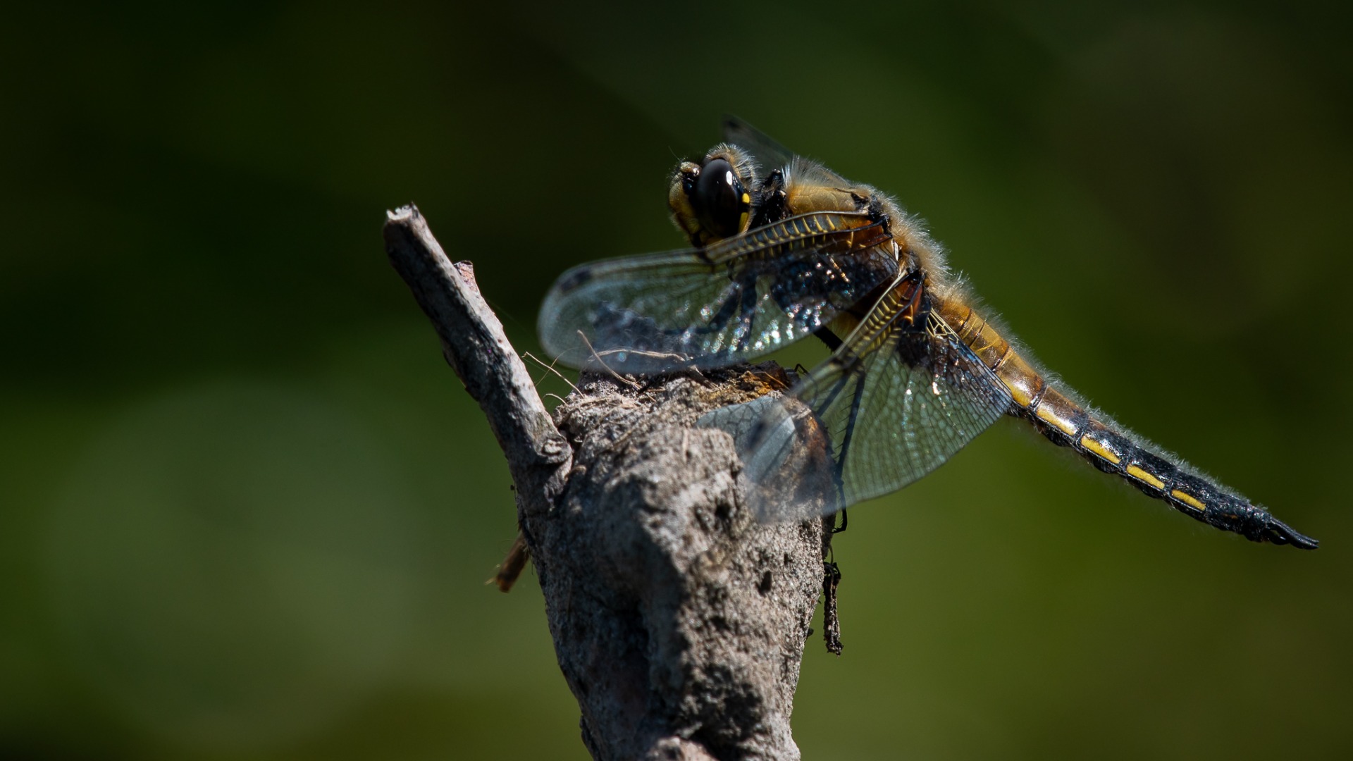 4-spotted Chaser (Libellula quadrimaculata).