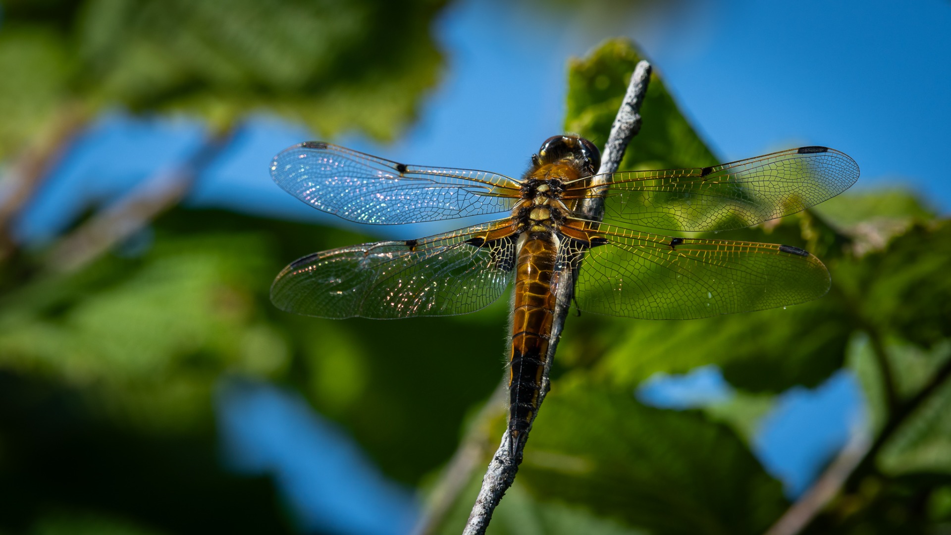 4-spotted Chaser (Libellula quadrimaculata).