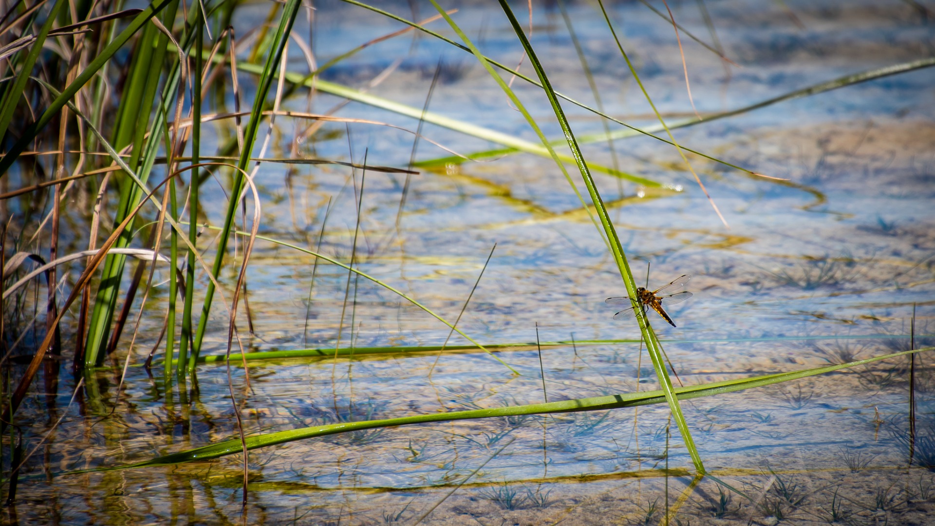 4-spotted Chaser at a Turlough in the Burren.