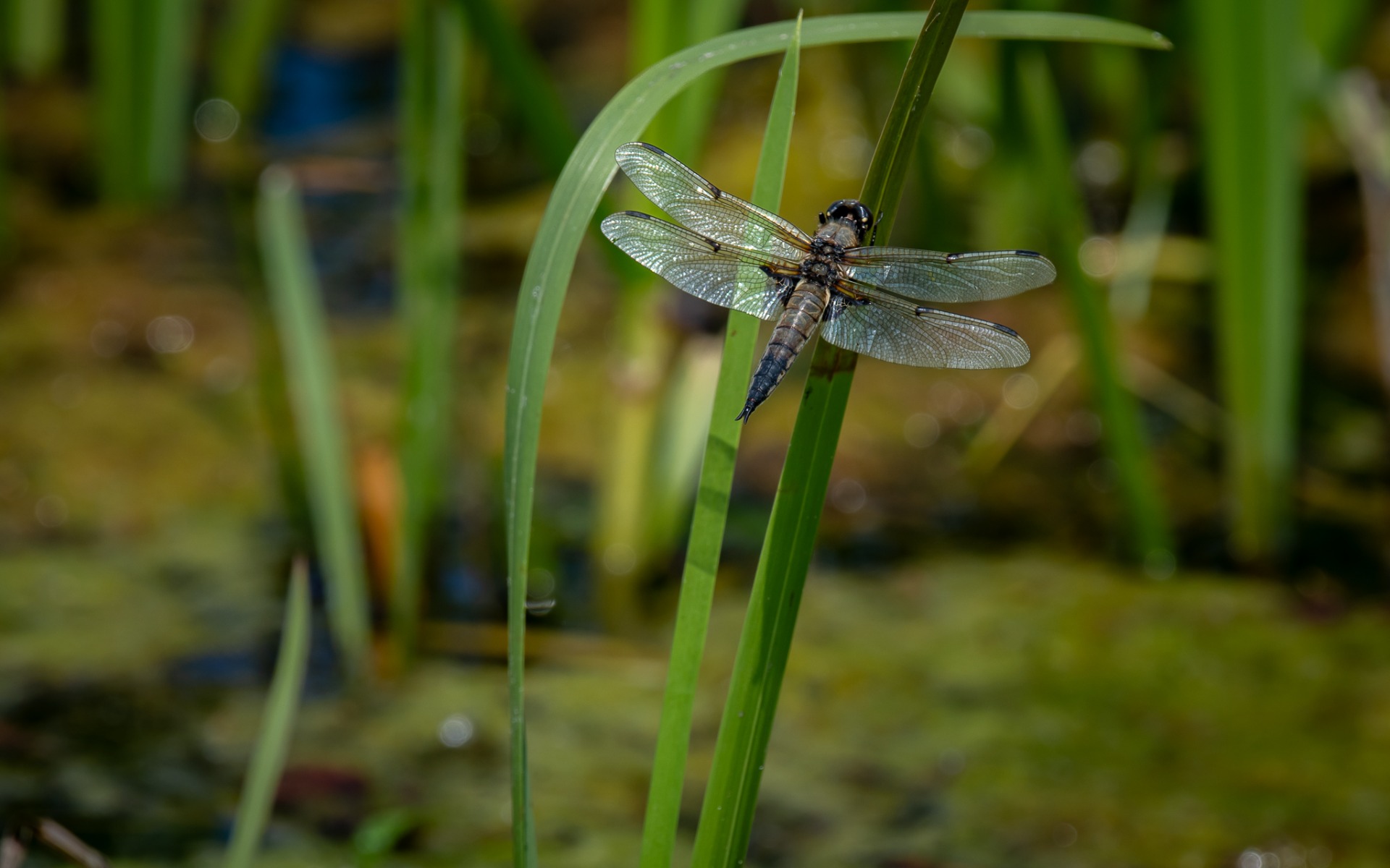 4-spotted Chaser dragonfly.