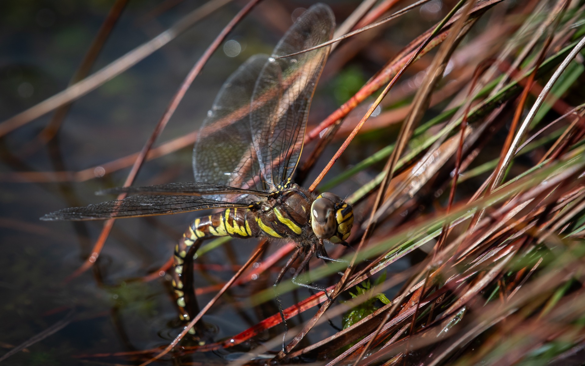 Common Hawker (female) laying eggs in bog pool.