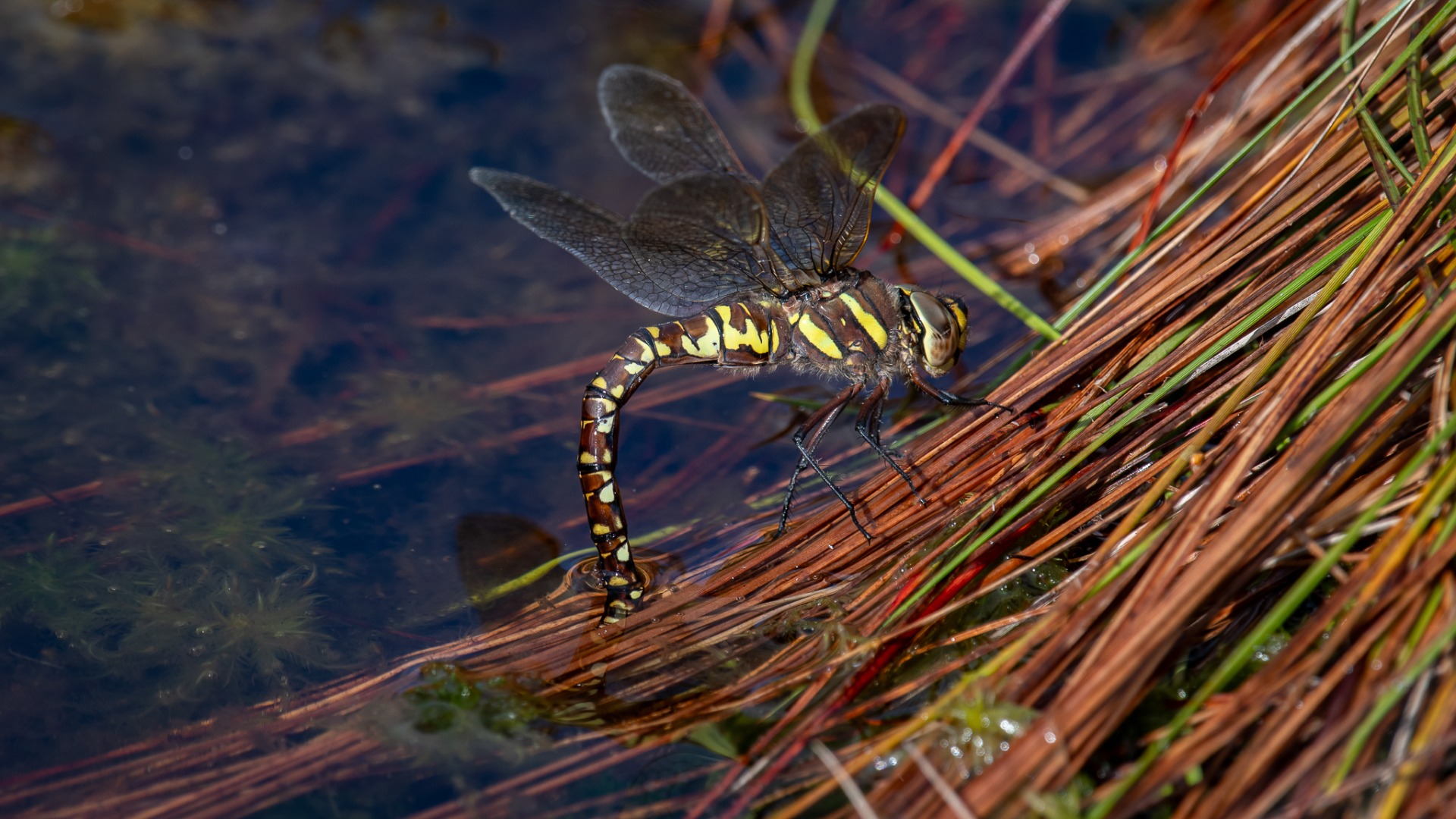 Common Hawker (female).