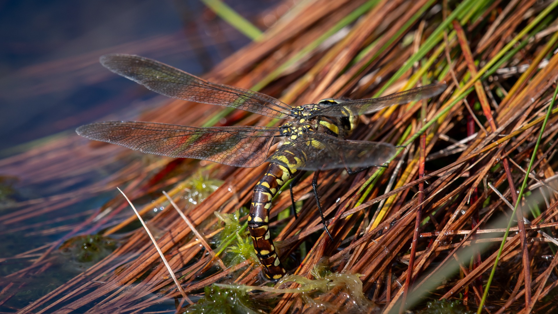 Common Hawker (female).