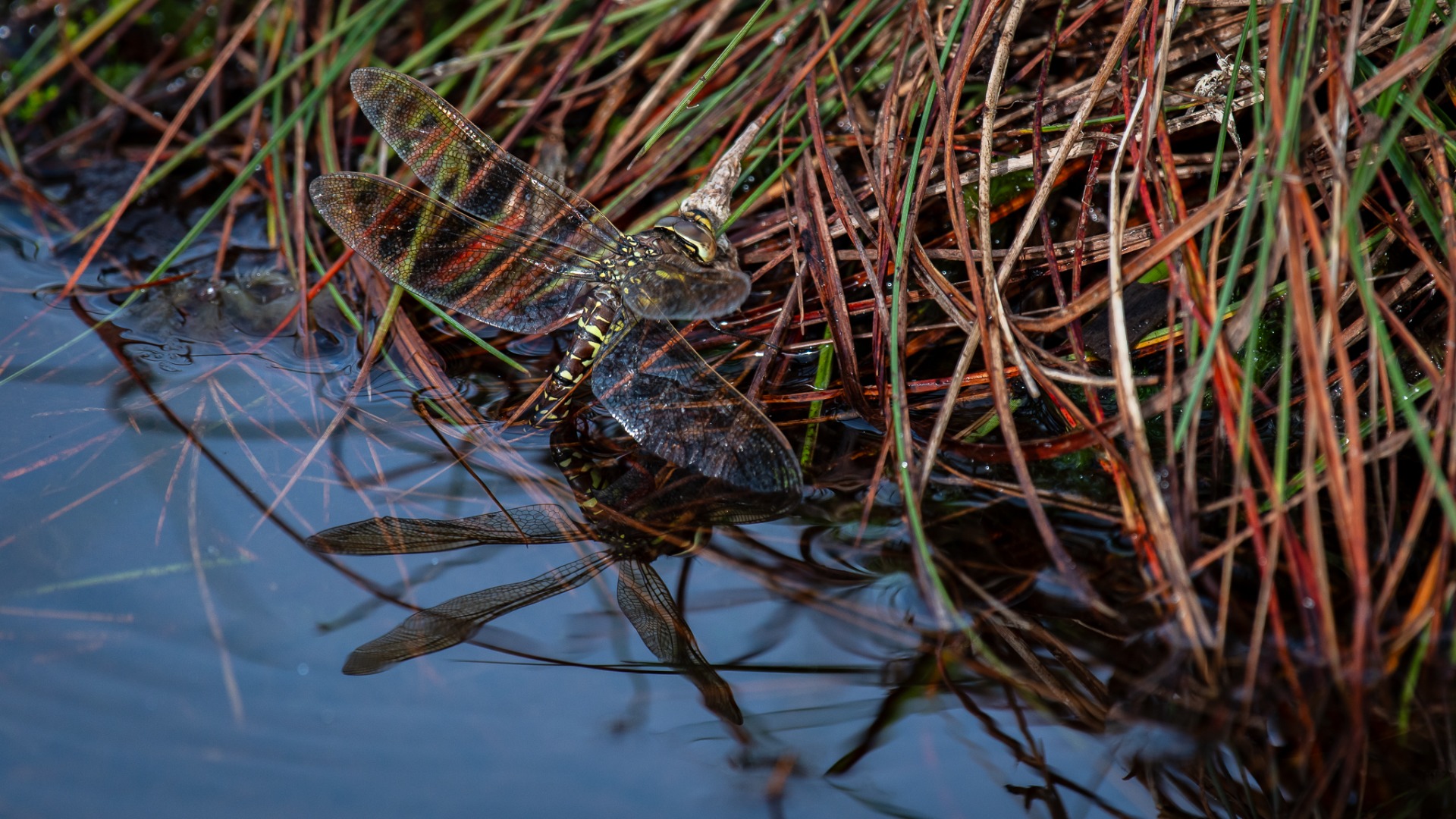 Common Hawker (female).