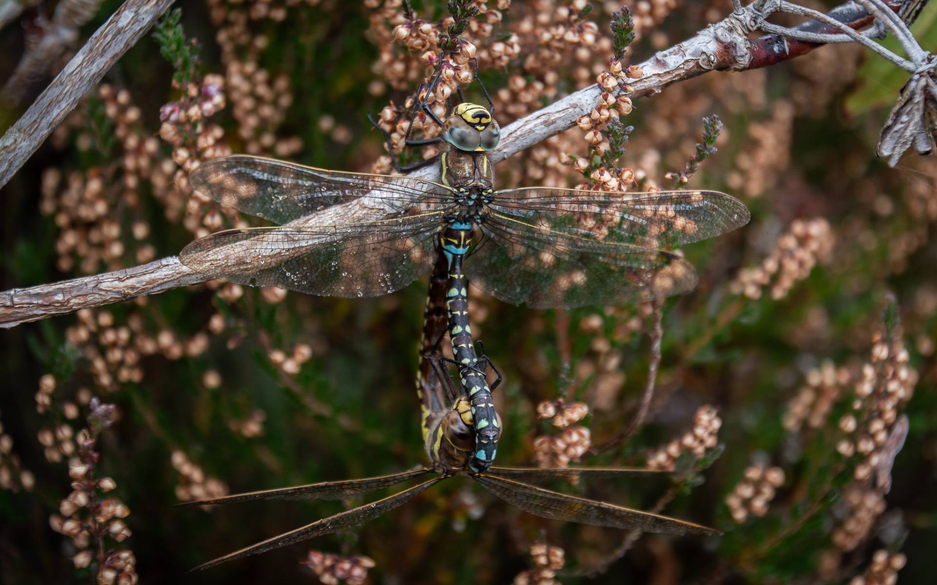 Common Hawkers mating.