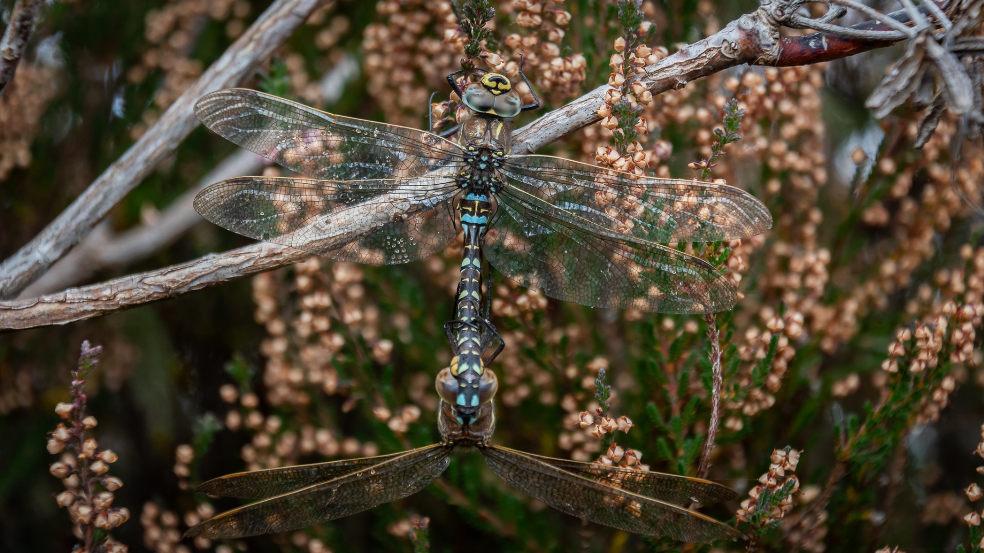 Common Hawkers mating.